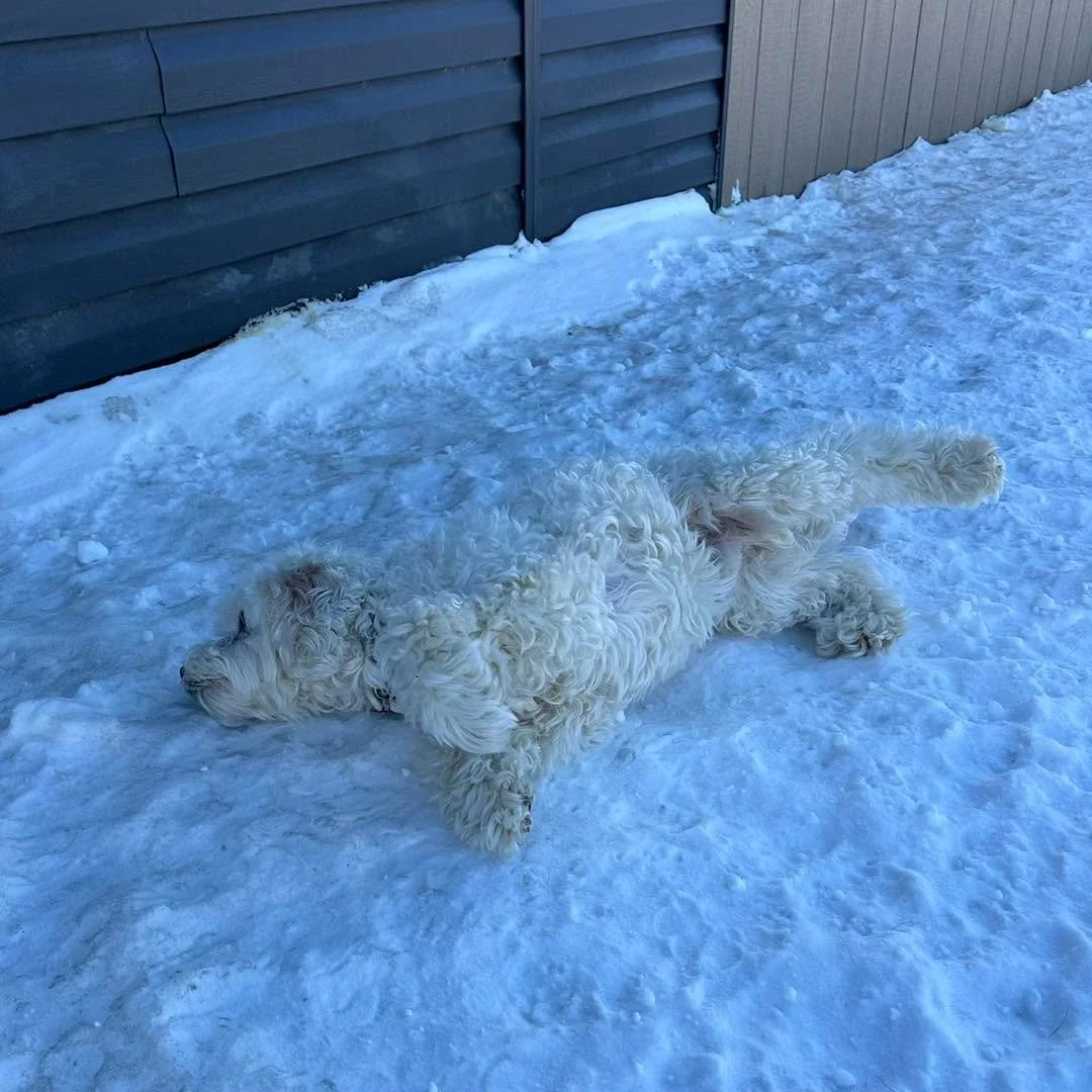 Jasper loves a good snow bath! ❄️
#snowbaths #snowbath #snowbathingdog #cutedogsofinstagram #cutedogsoffacebook #winterdogfun