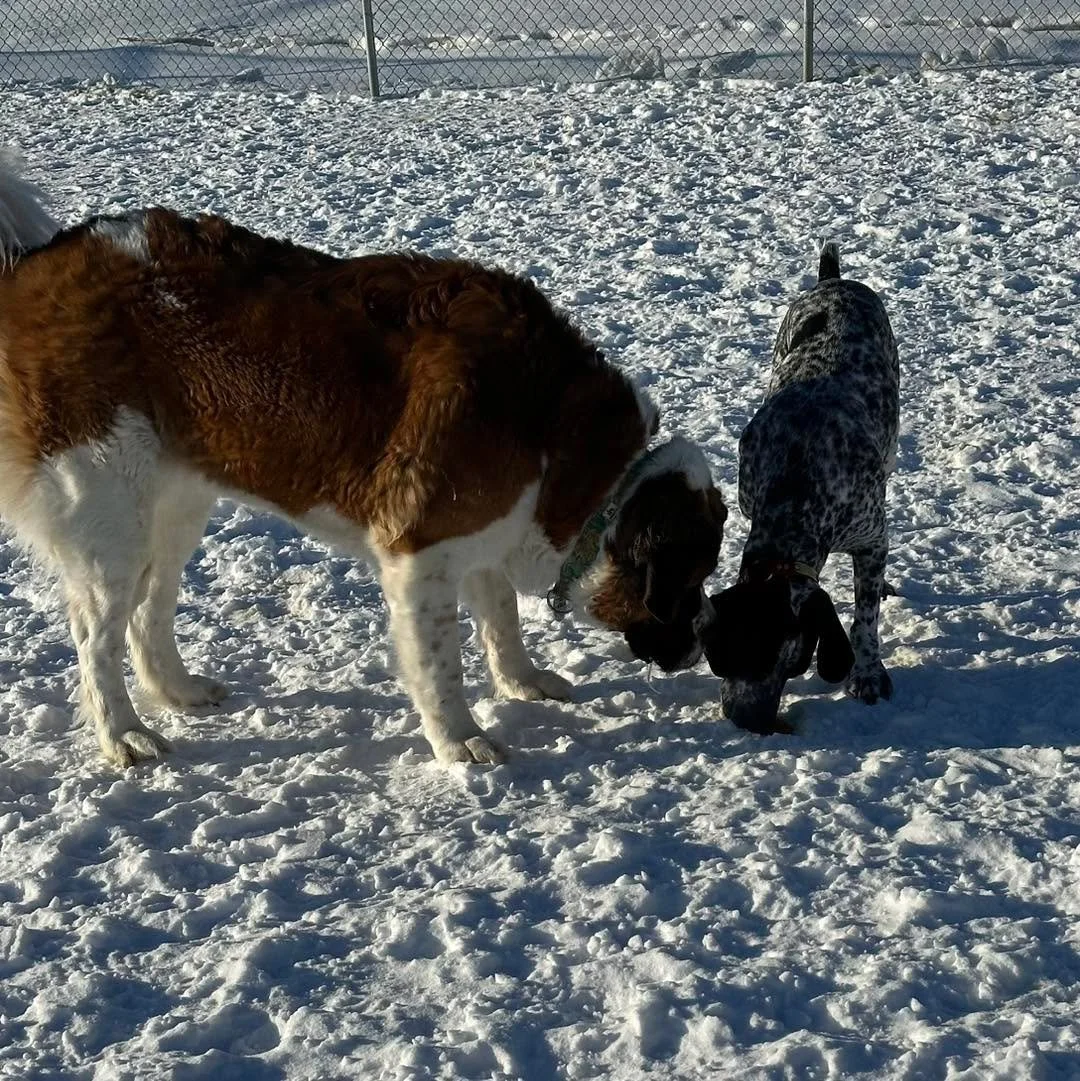 What are we investigating? 
#sniffing #dogs #sniffingdogs #dogssniffingthings #doggiefriends #dogsinvestigating