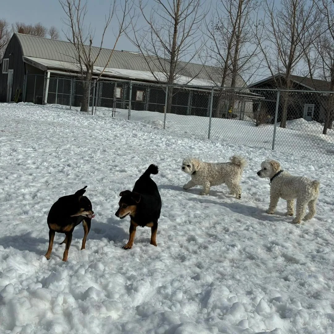 Cute little group of playmates. 🥰 We&rsquo;re pretty sure Sampson is in love with BG. ❤️😁
#cutedogs #cutedogsdaily #littledogs #littledogsofinstagram #littledogslife #dogslovingdogs #doggieplaymates #doggiefriends #doggiefrienďs