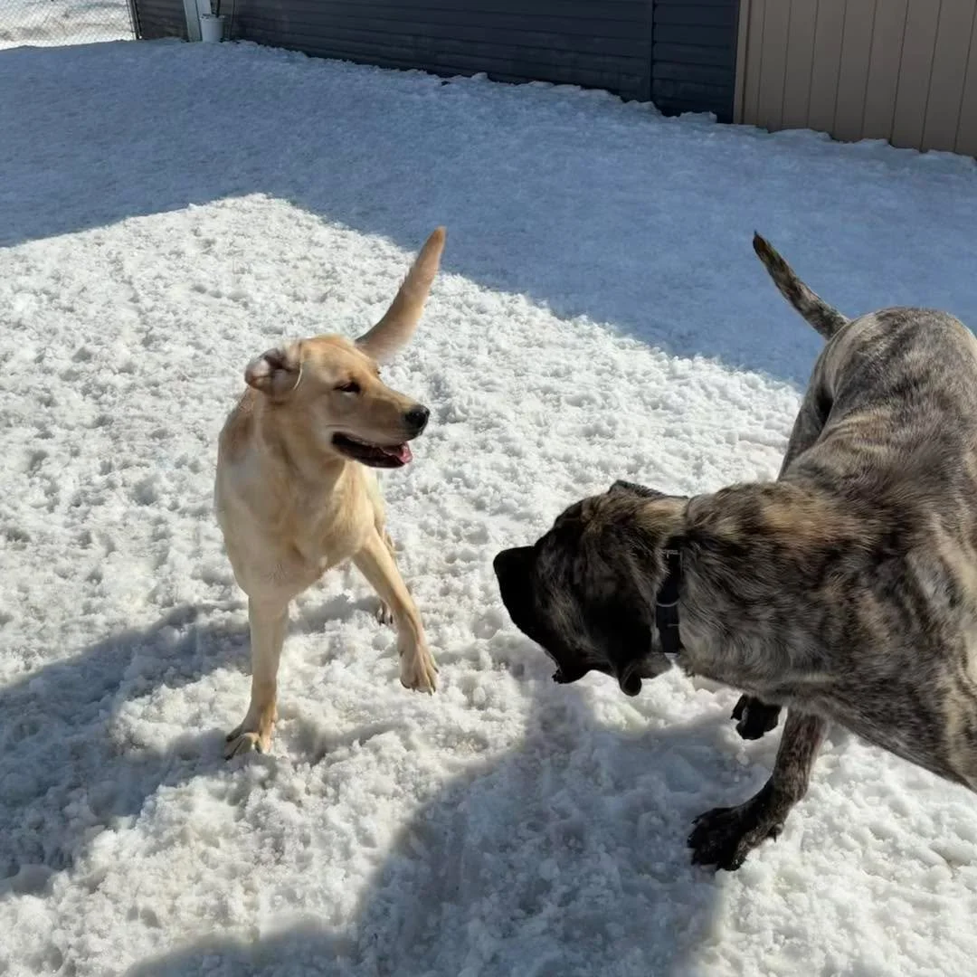 Enjoying the spring weather! 😊
#doggiefriends #doggieplaymates #dogboardingbusiness #cutedoggos #dogsplaying #happysaturday #dogsinspring