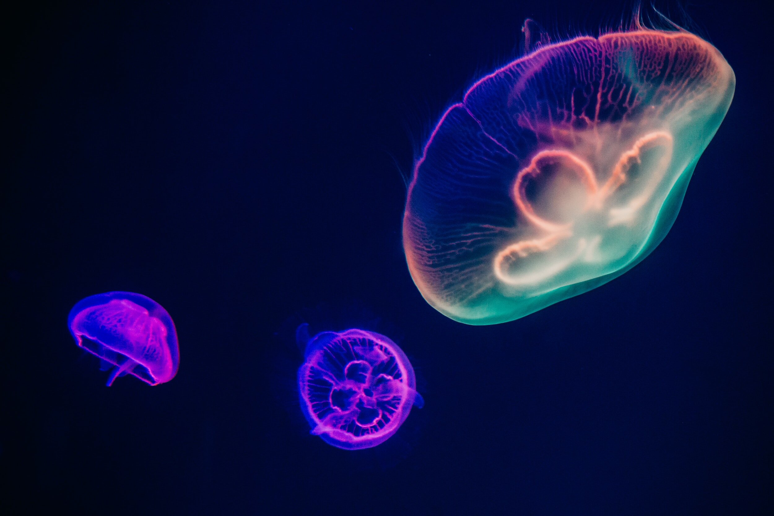 5 Underwater Wonders: The Ocean's Unsung Heroes!
