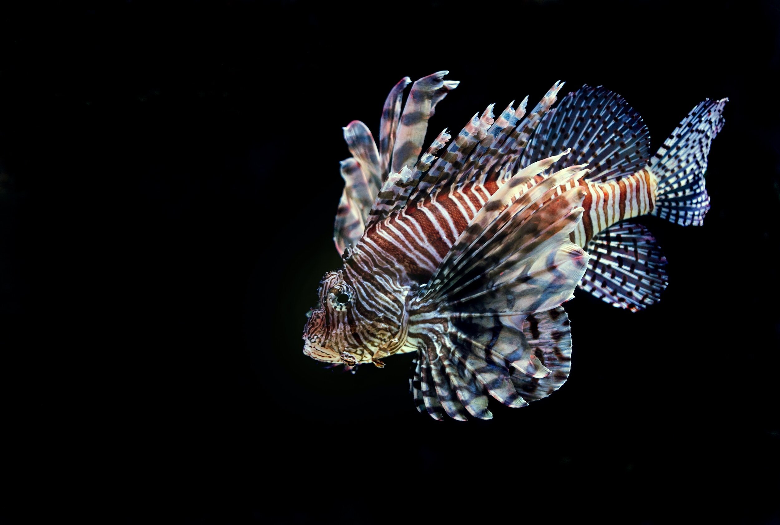 Dancing with Danger: Lionfish Overpopulation Threatens the Ocean's Harmony