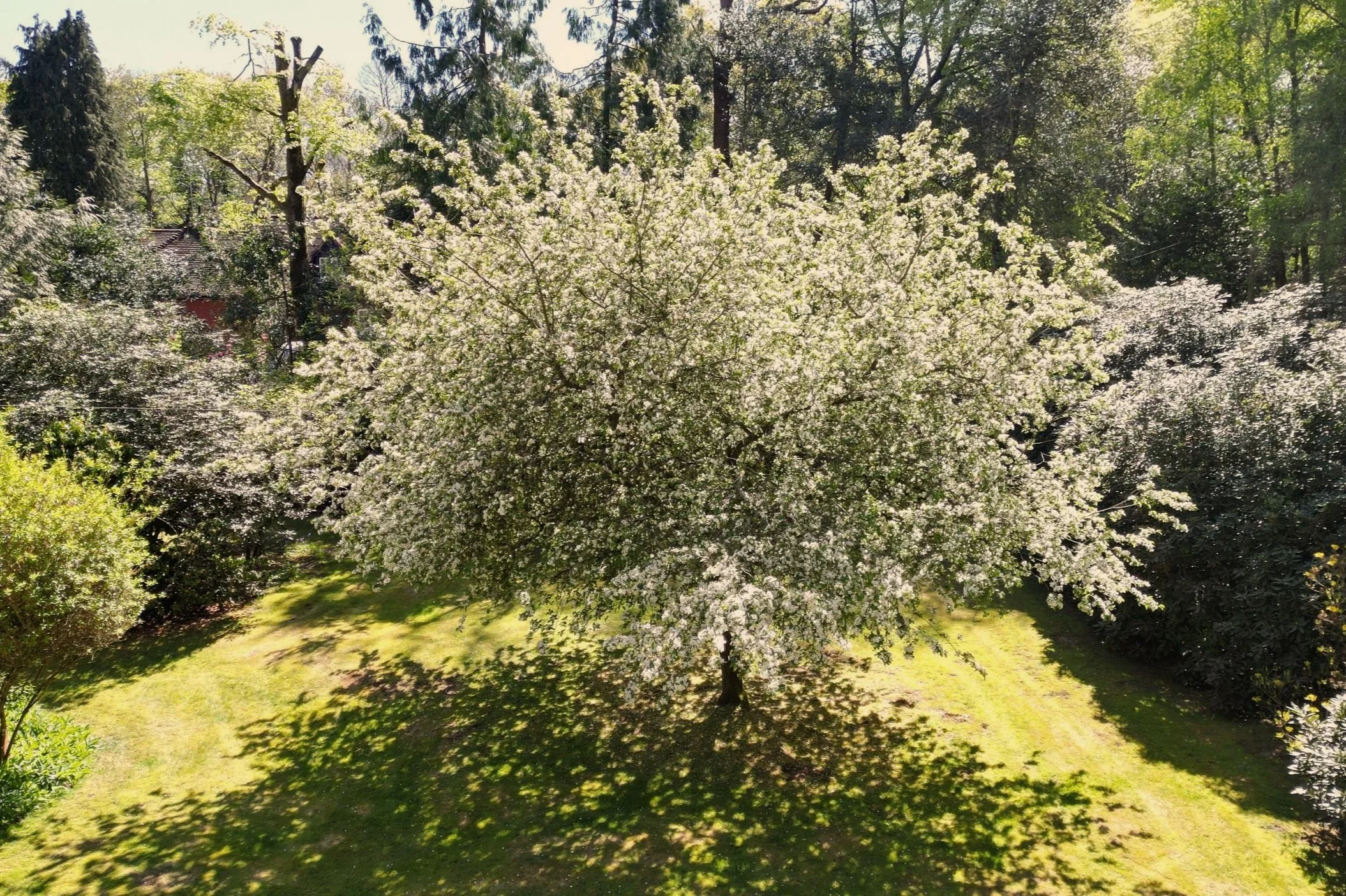 BirchesLane%2CGomshall_DRONE-11.jpg