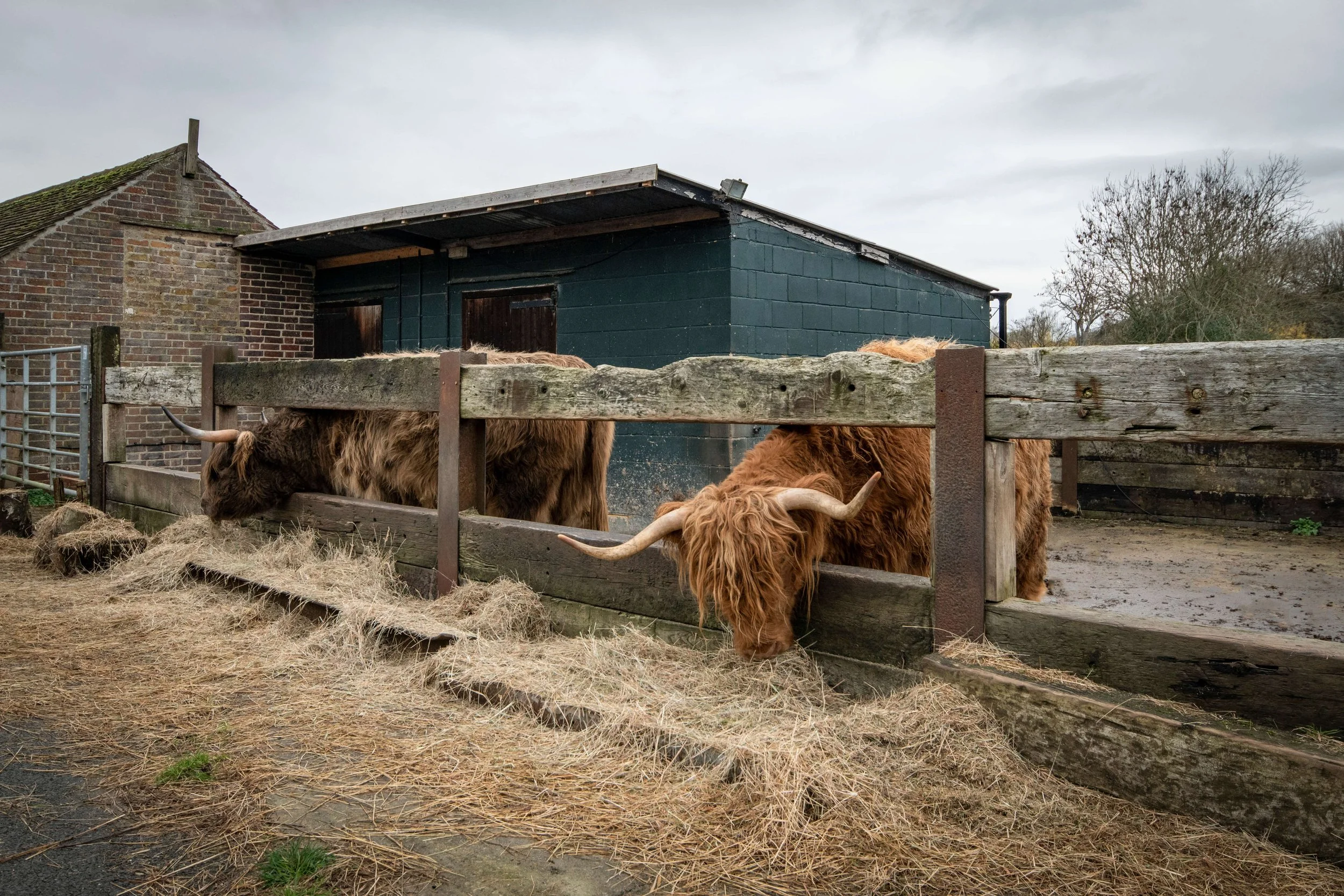Two Highland cattle with long horns and shaggy brown coats eating hay in a farmyard, enclosed by a wooden fence, with farm buildings and leafless trees in the background.
