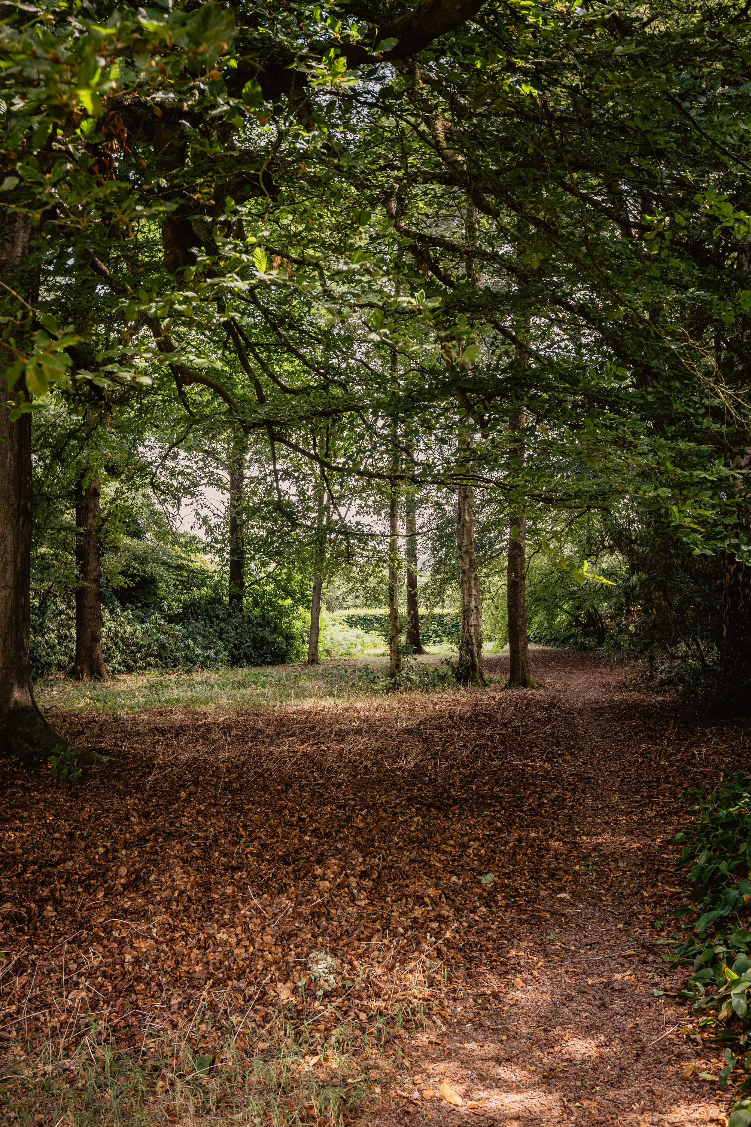 BirchesLane,Gomshall-93.jpg