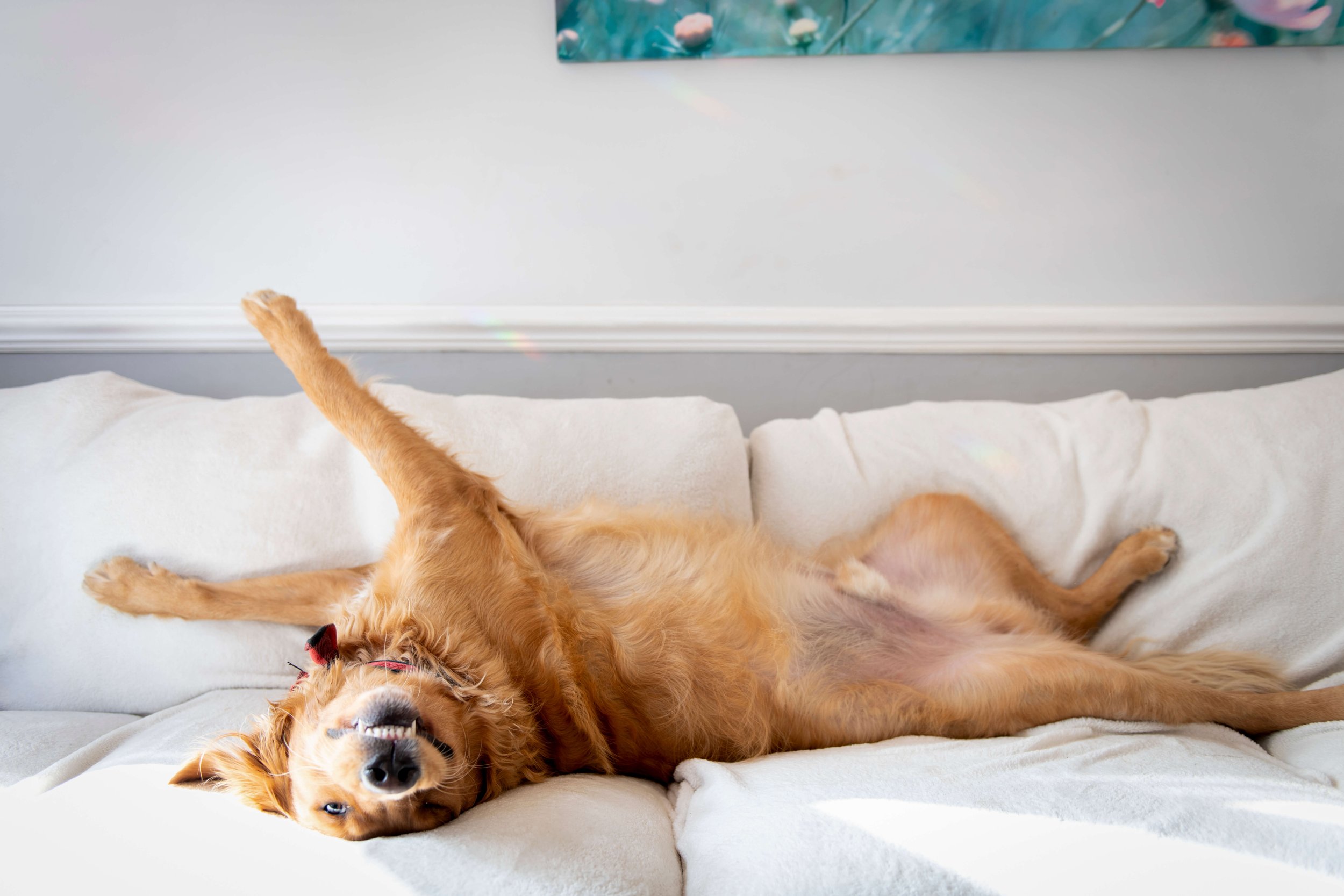 Golden retriever dog lying on its back on a white sofa, stretching with one leg raised and eyes half-closed.