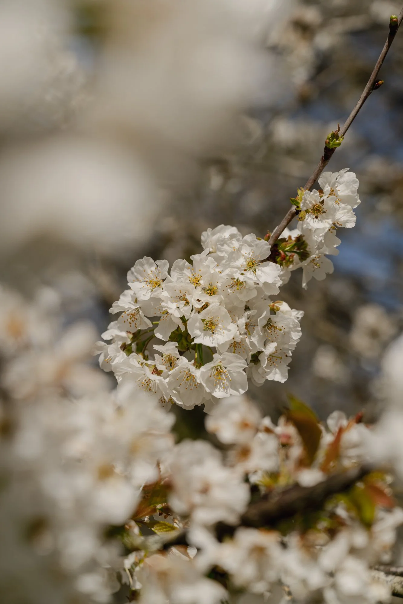 HighResolution 61.jpg