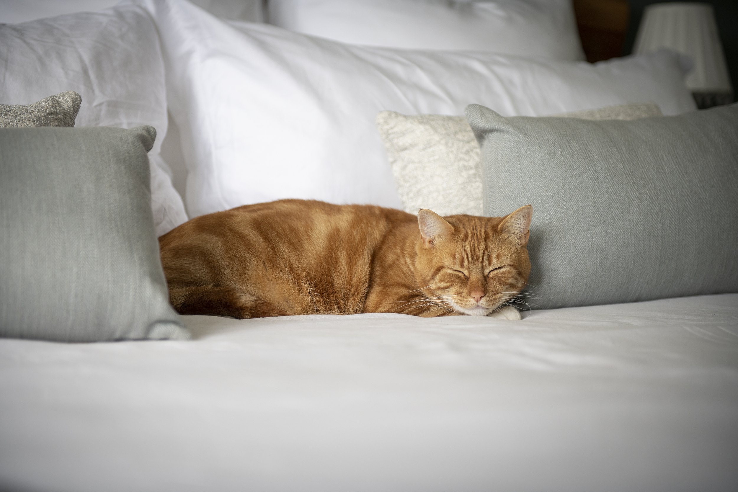 An orange tabby cat sleeping on a bed surrounded by white and gray pillows.