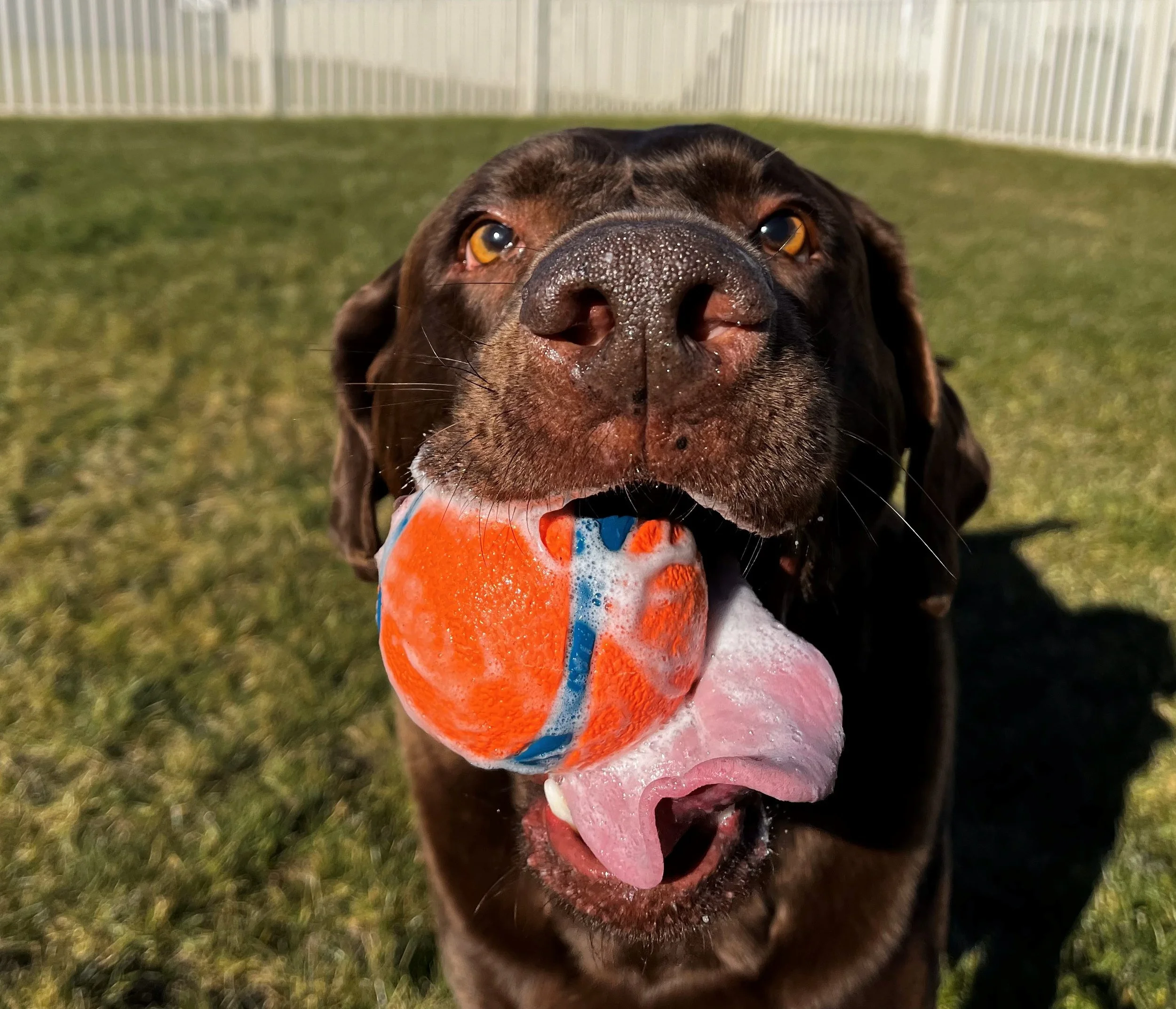 linus is a lab with a ball in his mouth