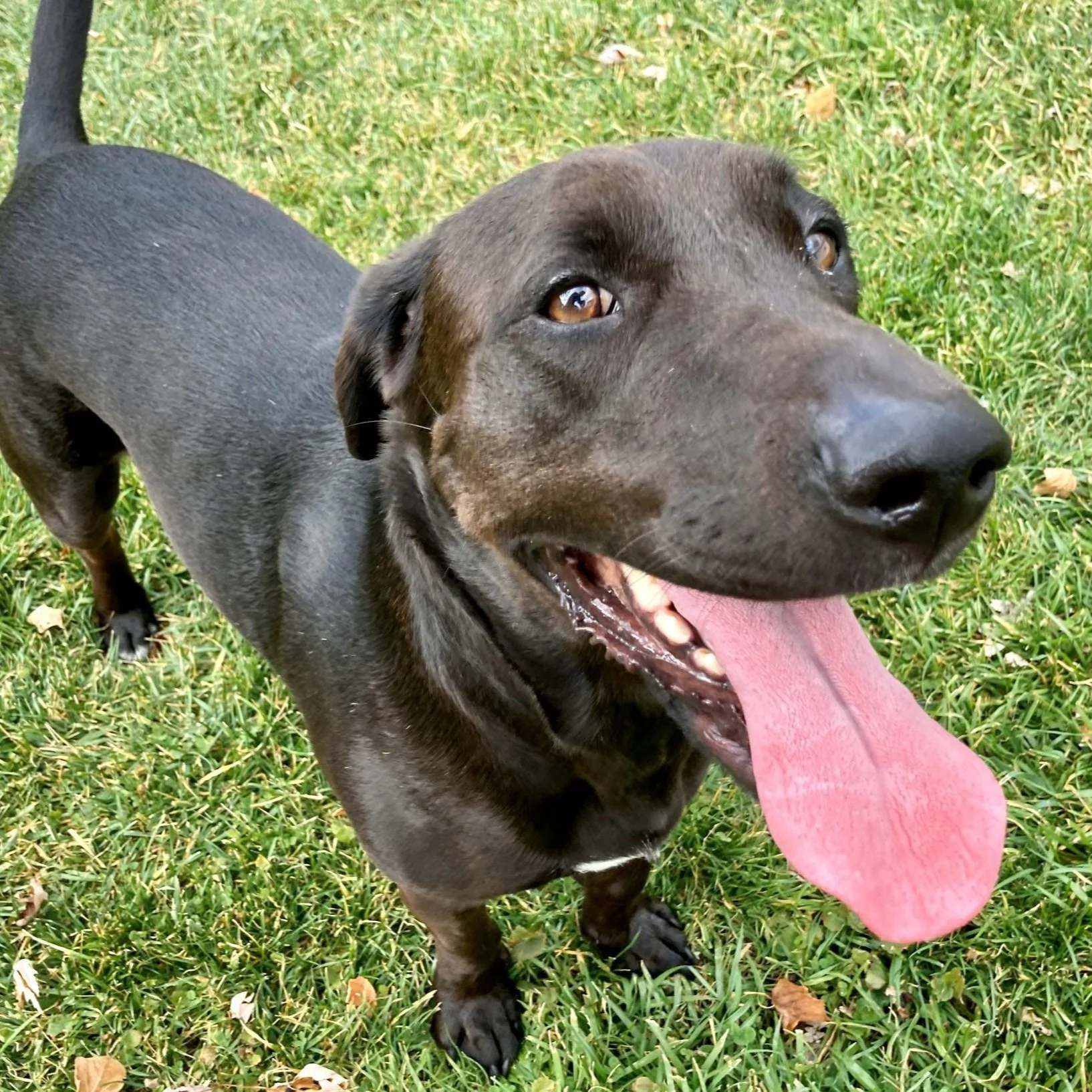 bassador lucy smiles for the camera with her tongue out