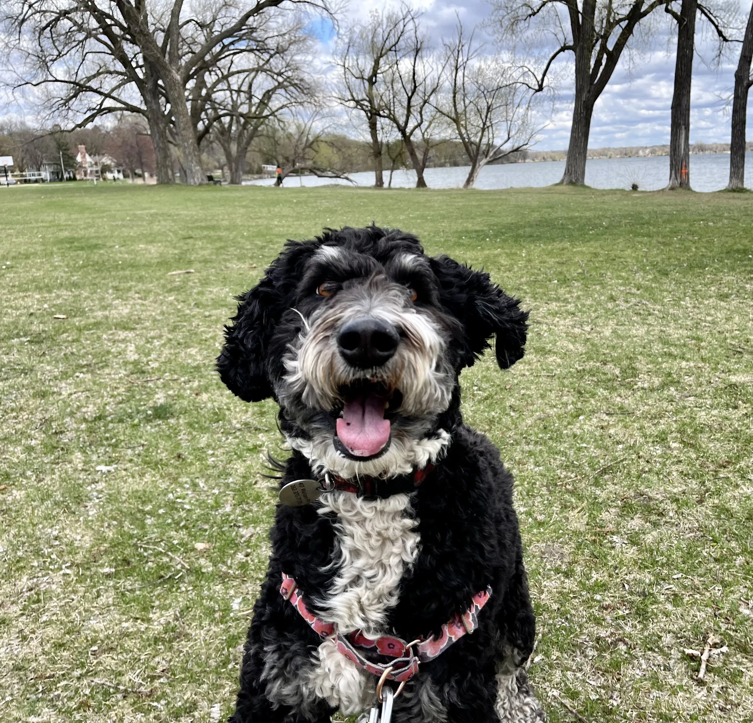 a nutty berniedoodle mugs for the camera