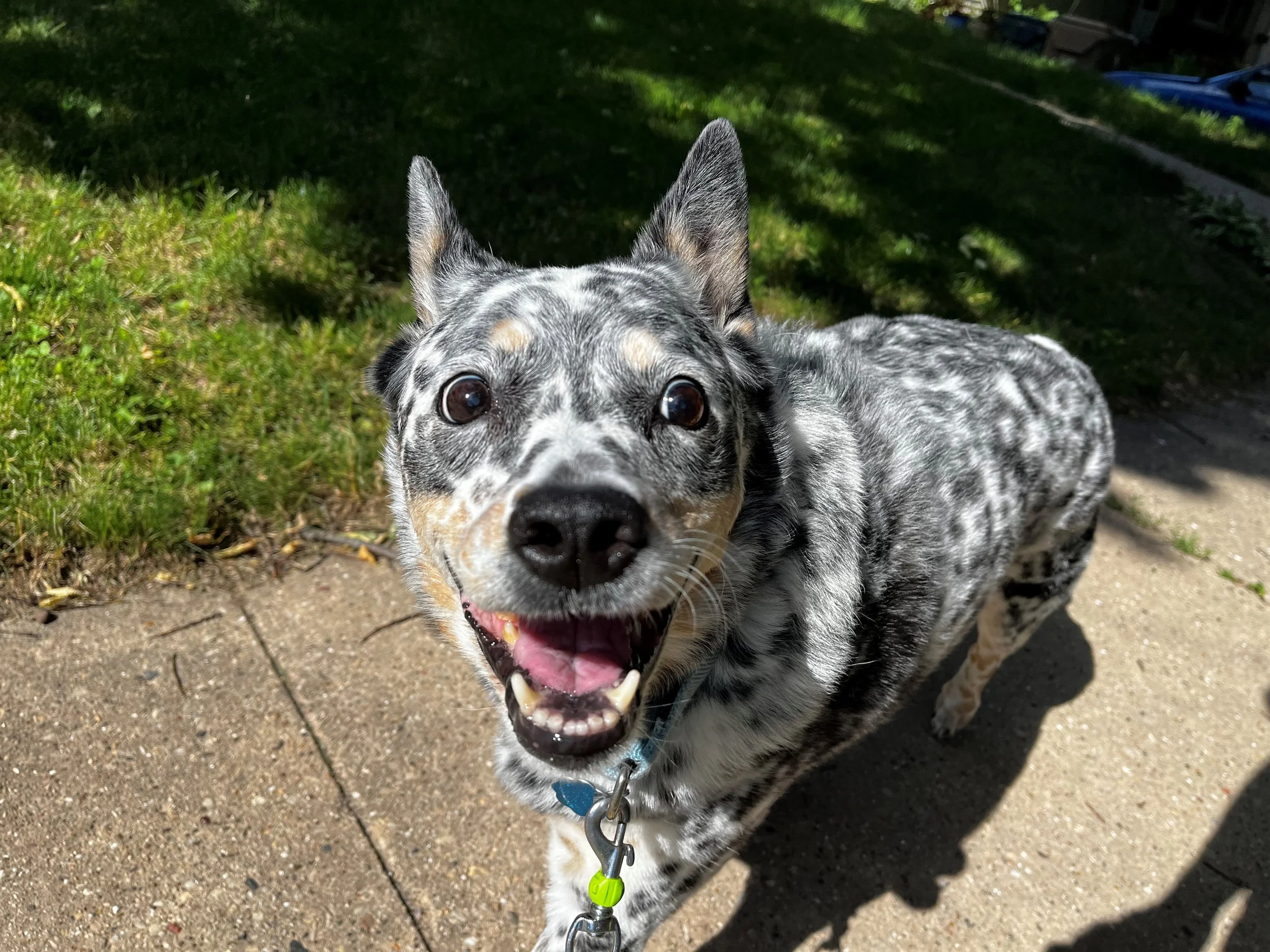 the best dog ever smiles at the camera