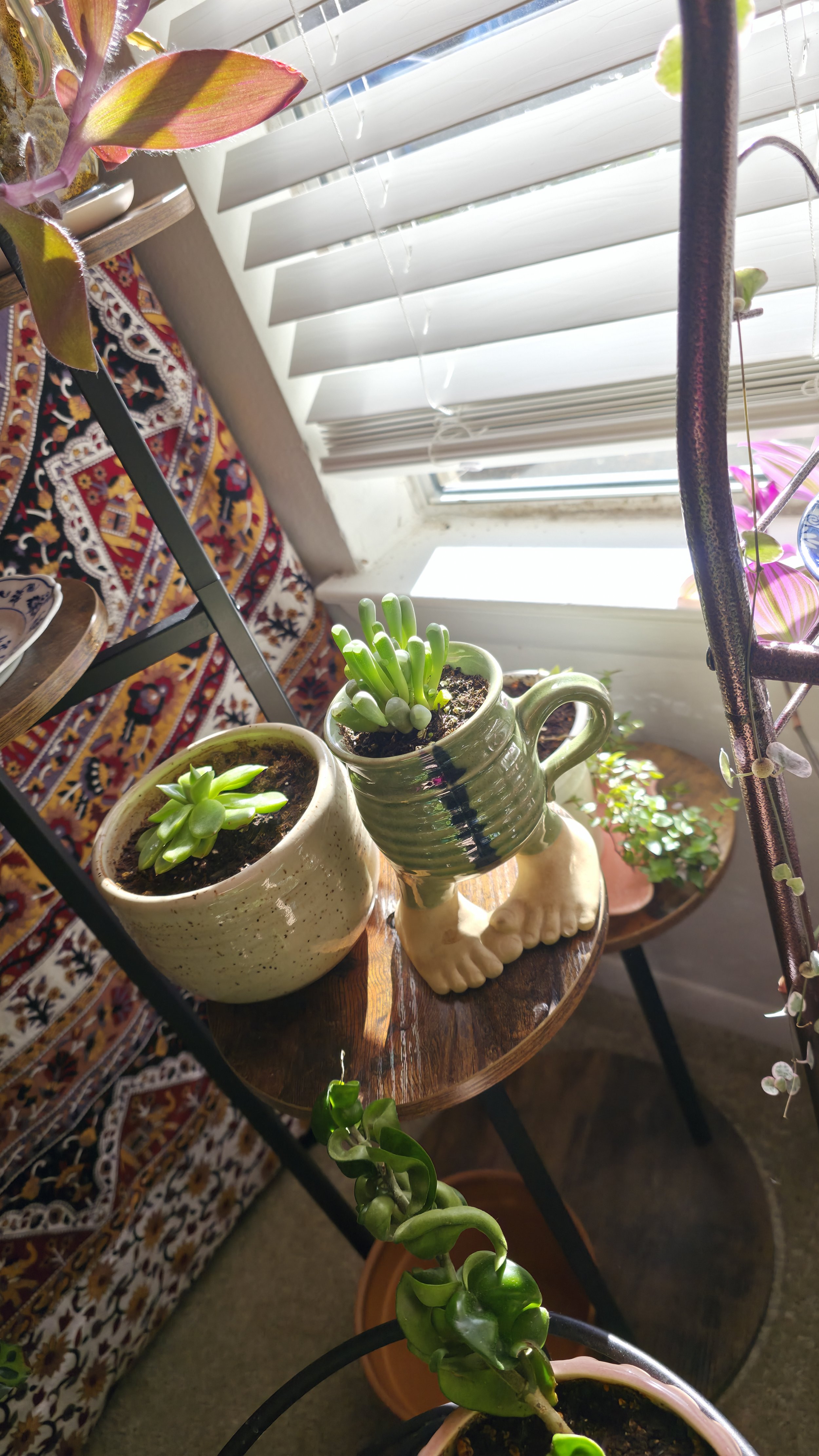 This is just 2 weeks later! It's already grown an inch!