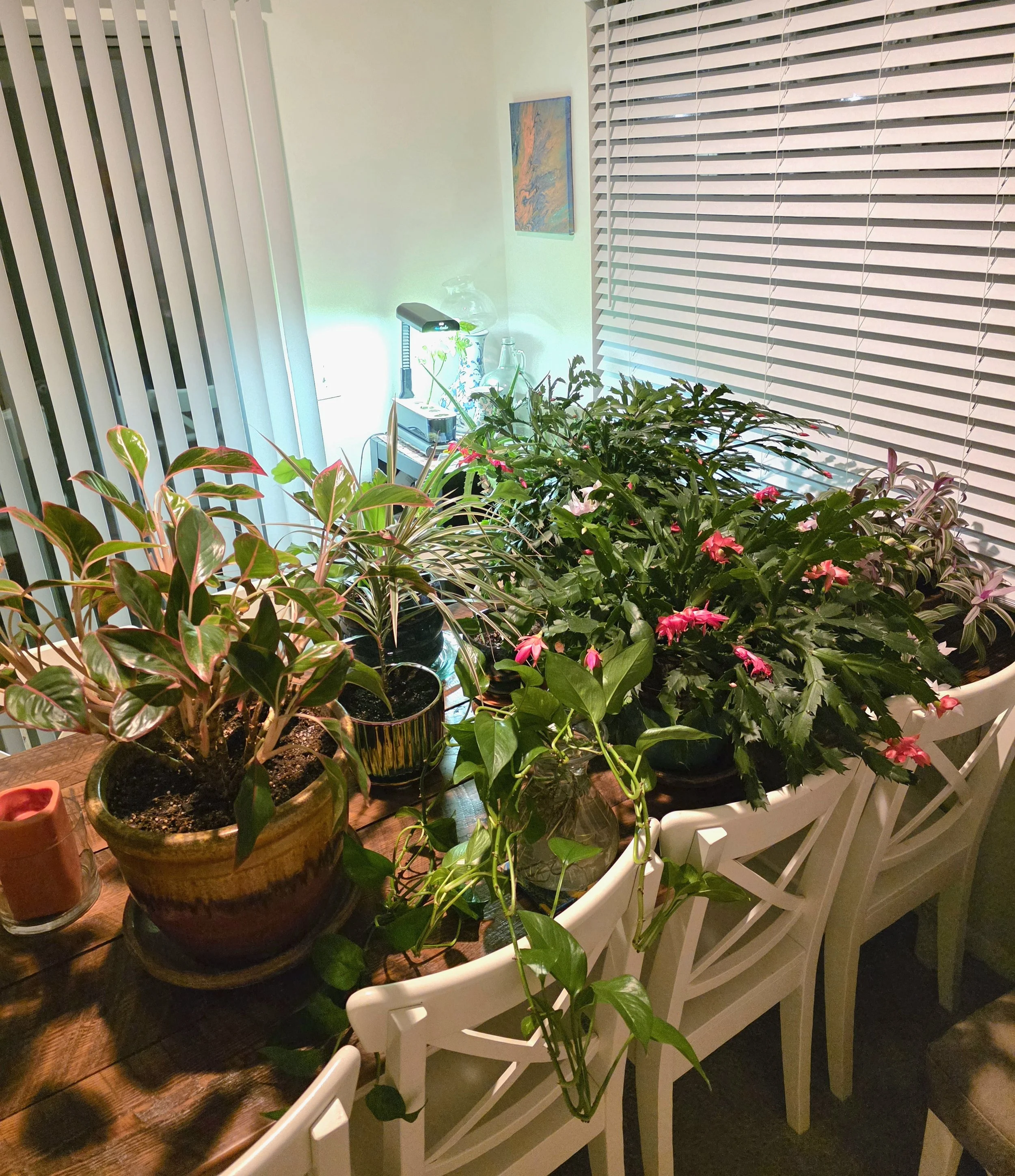 Aaaand the rest of my hoard...