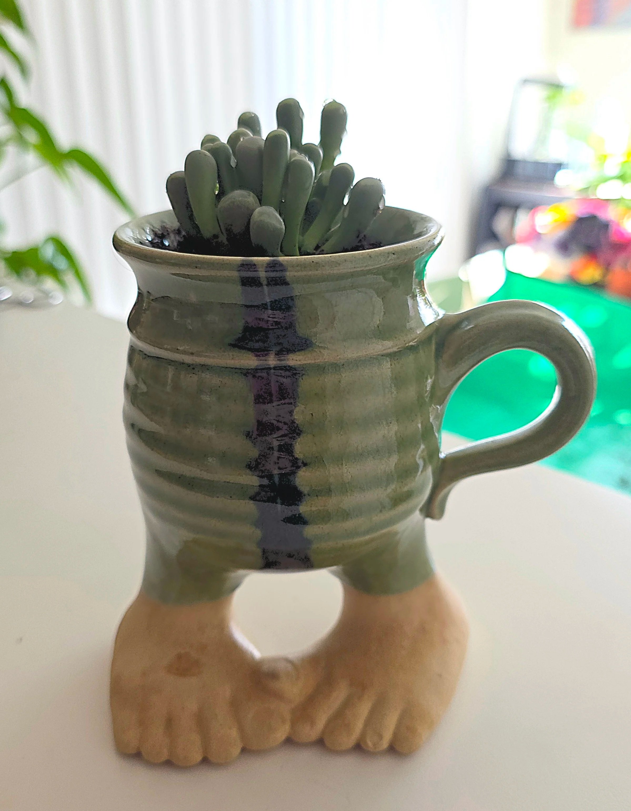 The "Baby's Toes" in its new pot... with toes.