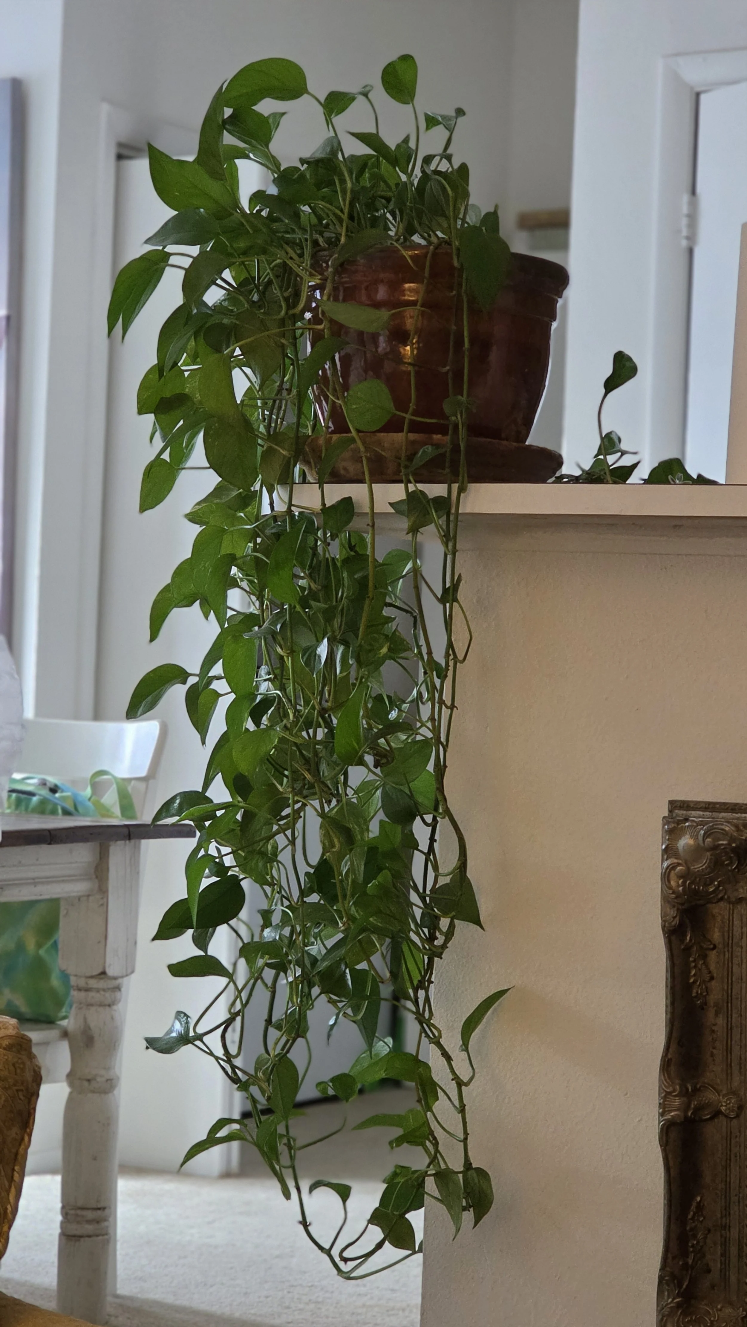 This one recently got a haircut. It was in danger of losing leaves to dog zoomies.