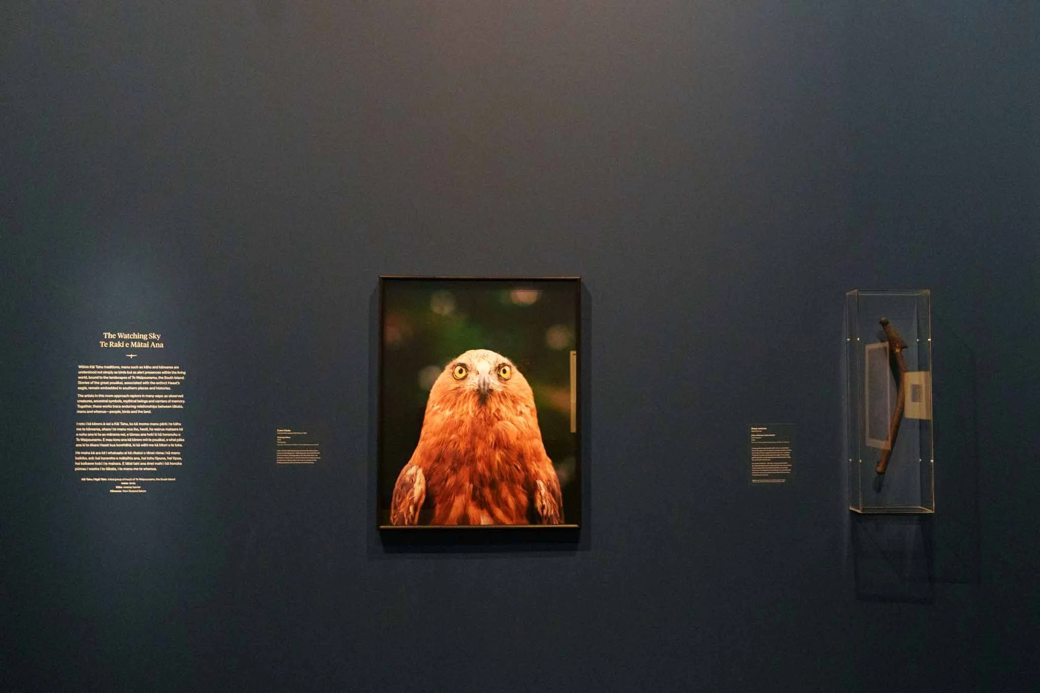 A photo of a hawk is on a dark wall at the Chrisrchurch art gallery