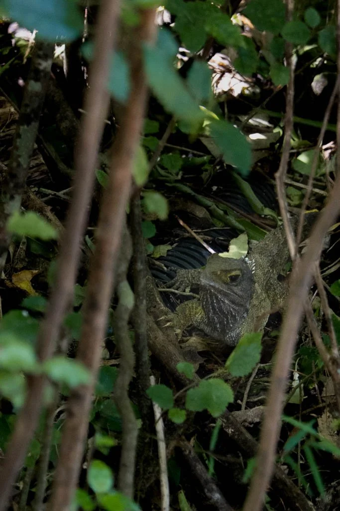 A tuatara sits hidden in foliage at Zealandia