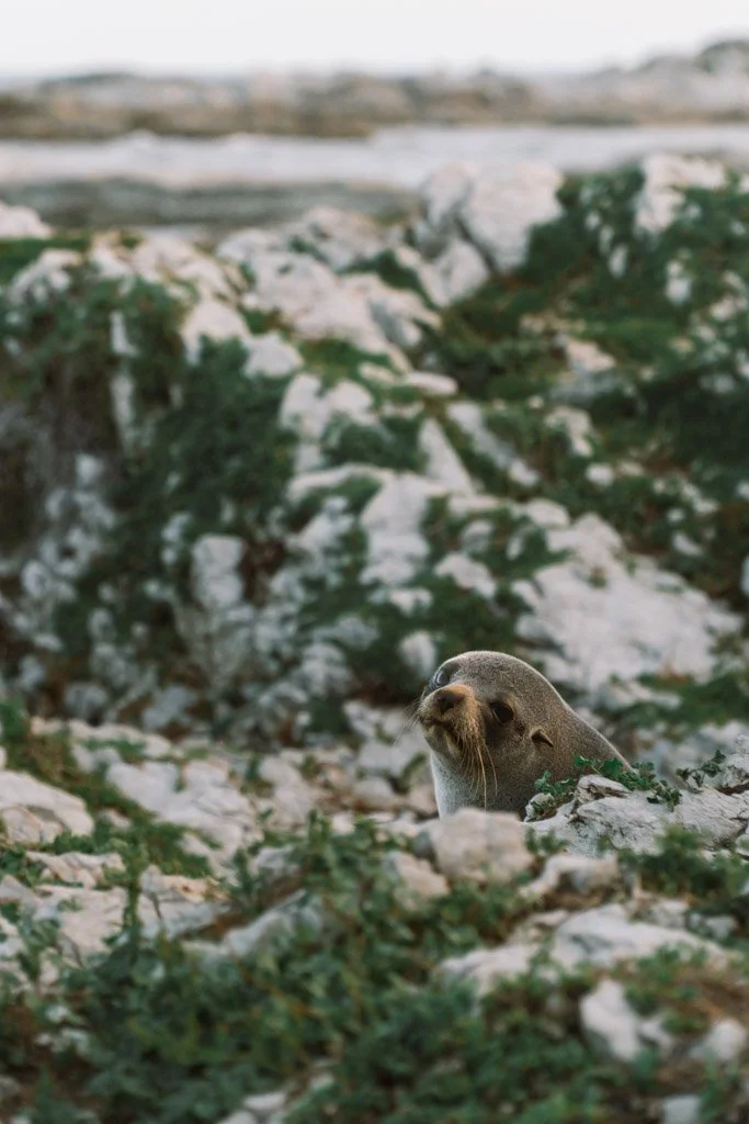 A seal pokes its head out above a rock on the Kaikoura coastline