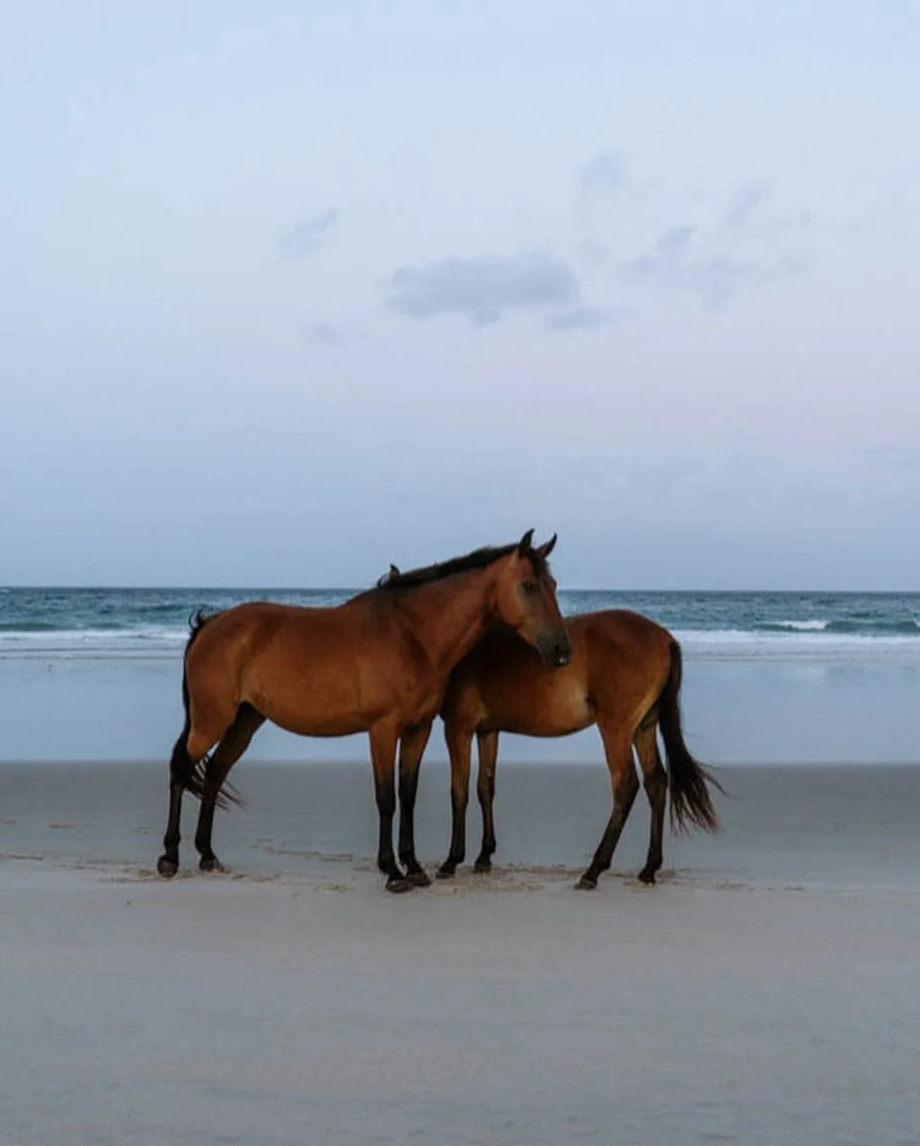 At first I thought it was a family in puffer jackets, four squat figures shuffling along the beach. 

The sun wasn&rsquo;t up yet, and I thought I would be the first one on the beach - the rest of the campground was calm and still, no one around as I