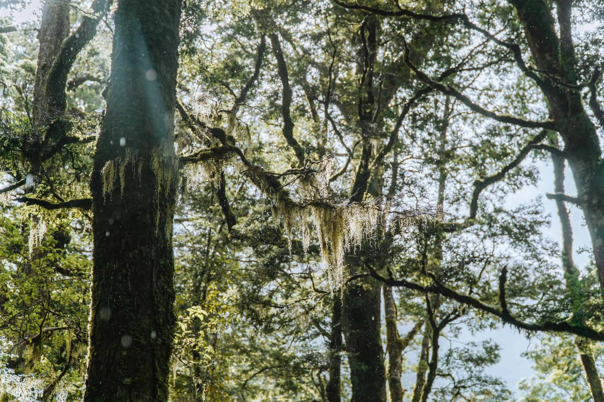 fiordland-forests.jpg