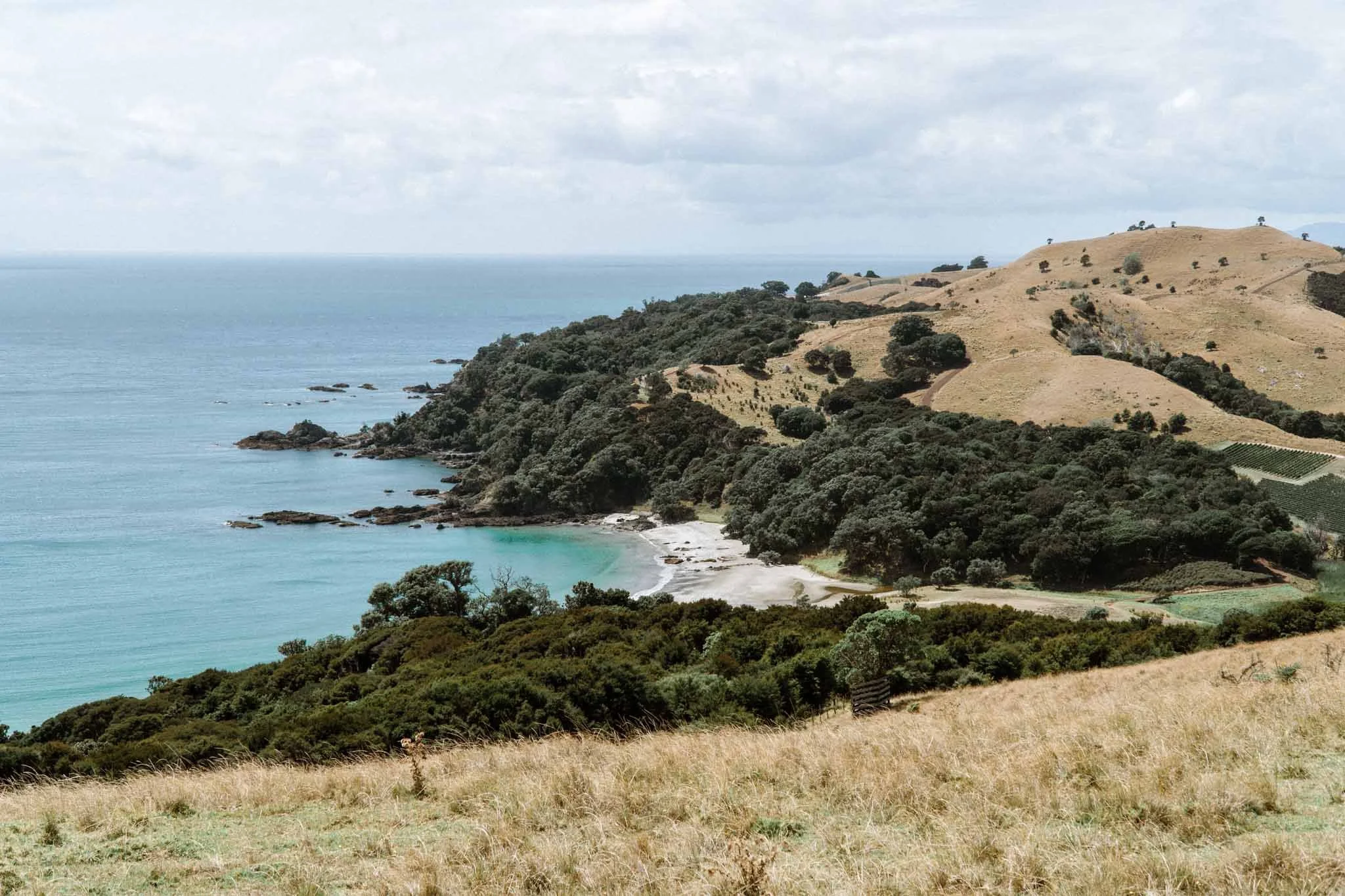 waiheke-beach.jpg