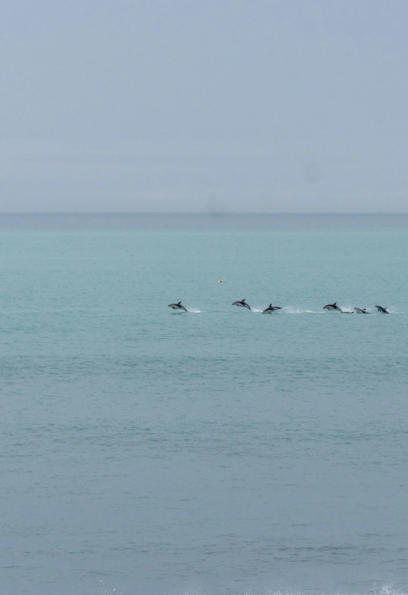 kaikoura-dolphins.jpg