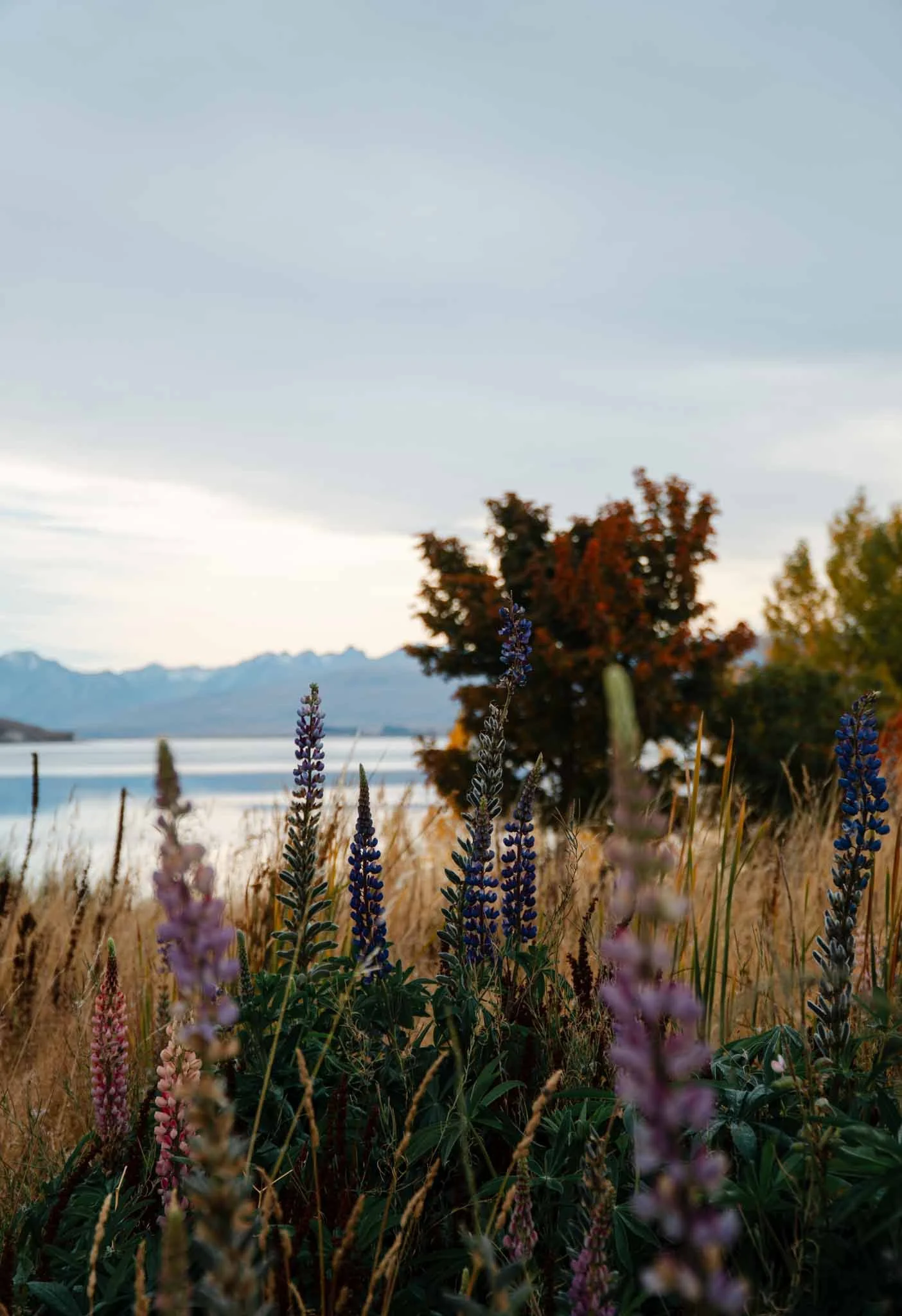 lake-tekapo-flowers-in-fall.jpg