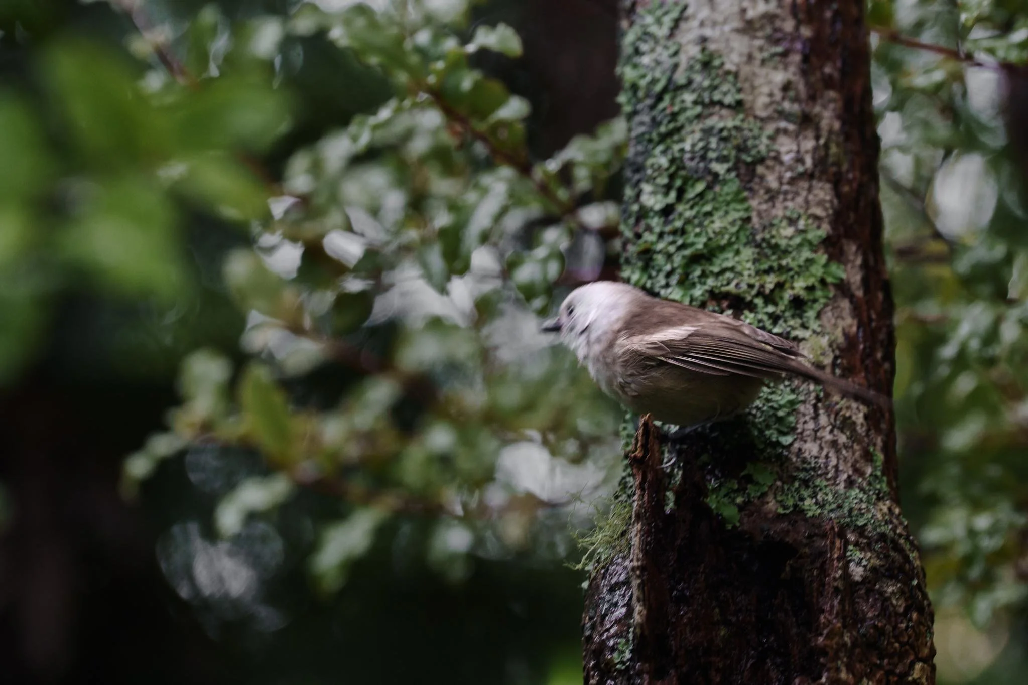 A pōpokotea/whitehead bird