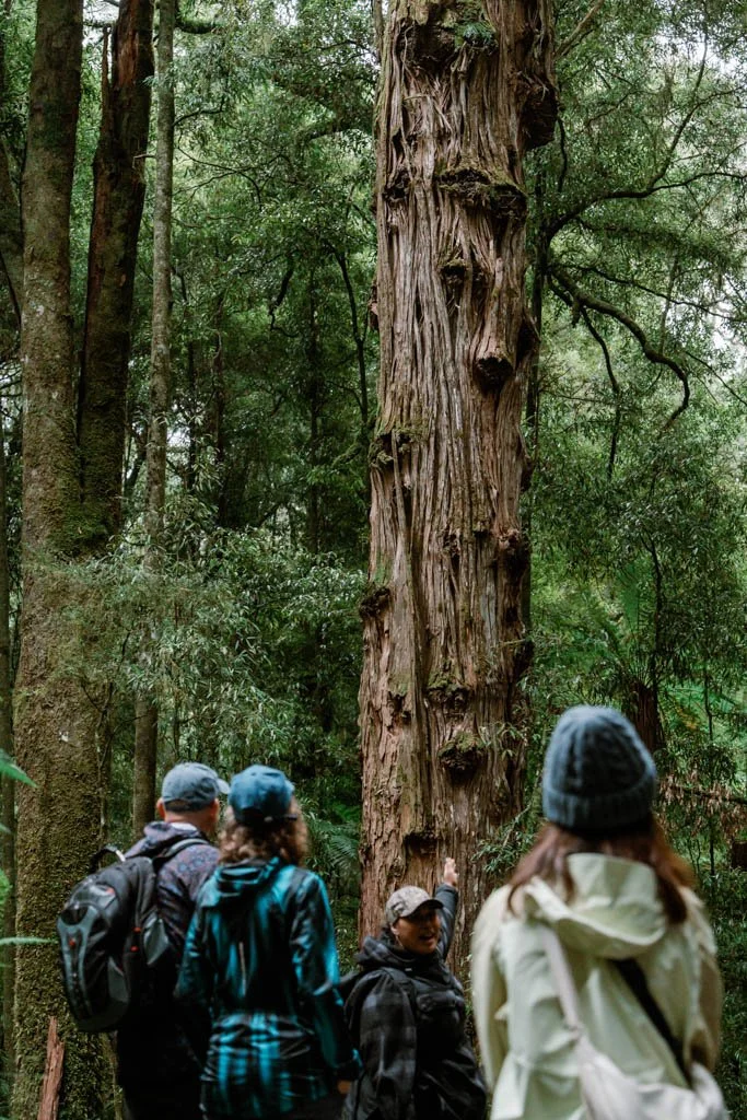 The best Māori cultural experiences in Rotorua