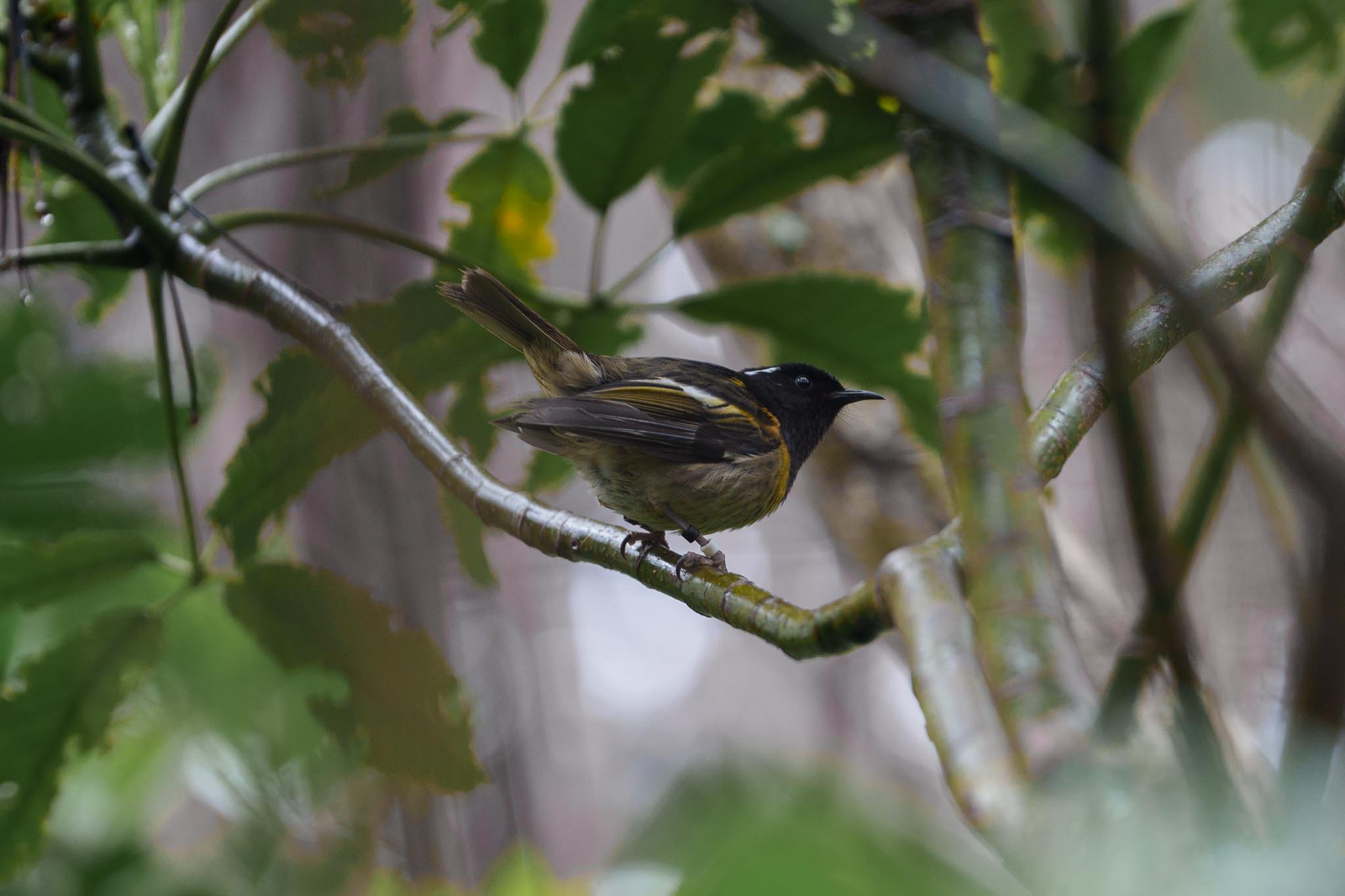 A hihi/stitchbird, one of the rarest birds in New Zealand