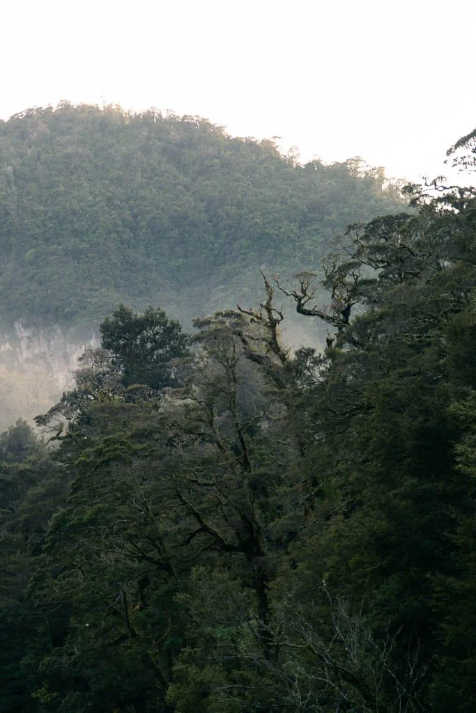 Ancient looking trees in Paparoa National park