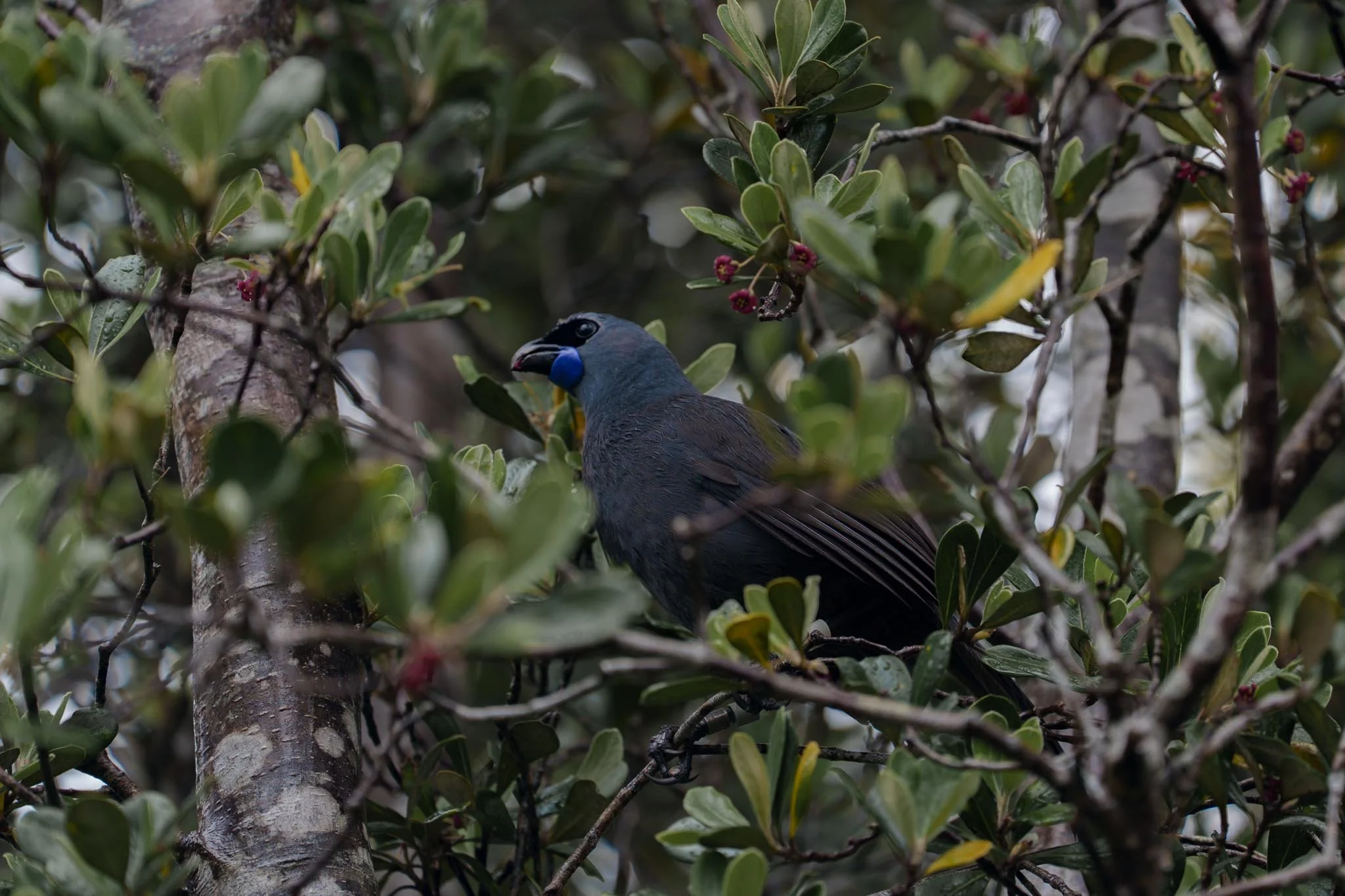 A Kōkako bird sitting in a tree