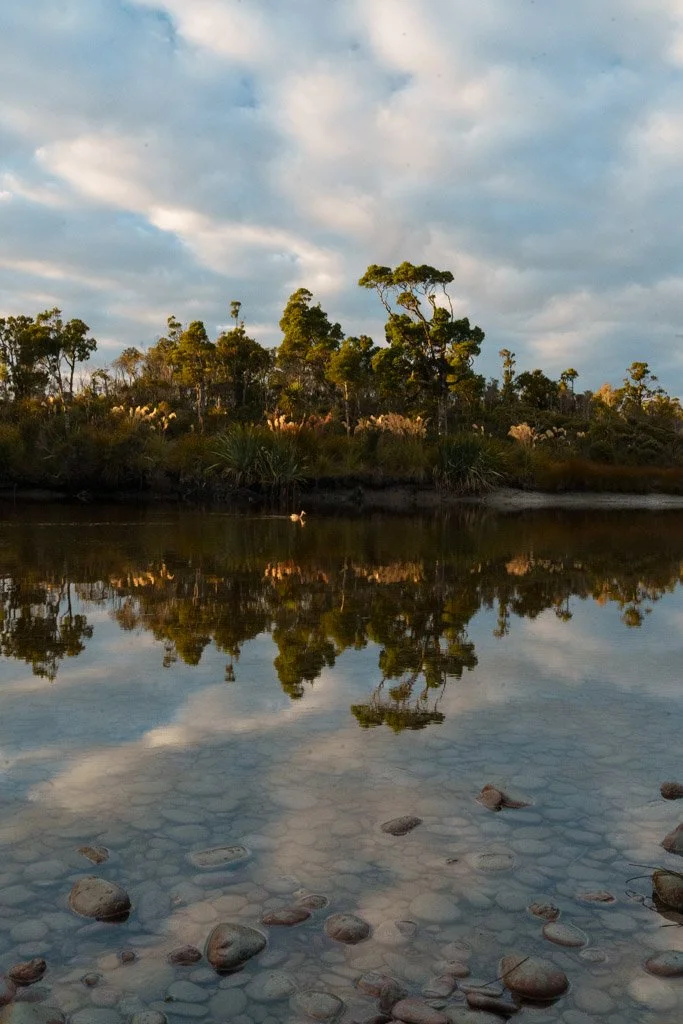 A duck swims through a reflection of trees in water