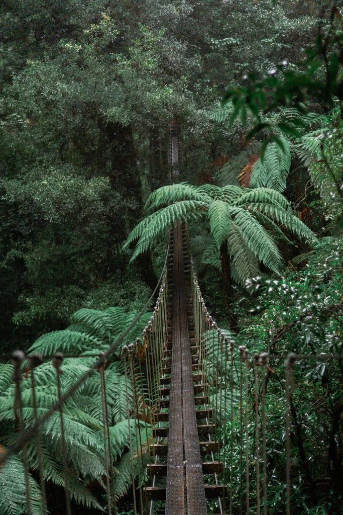 A long canopy walkway leads between the leaves of native trees