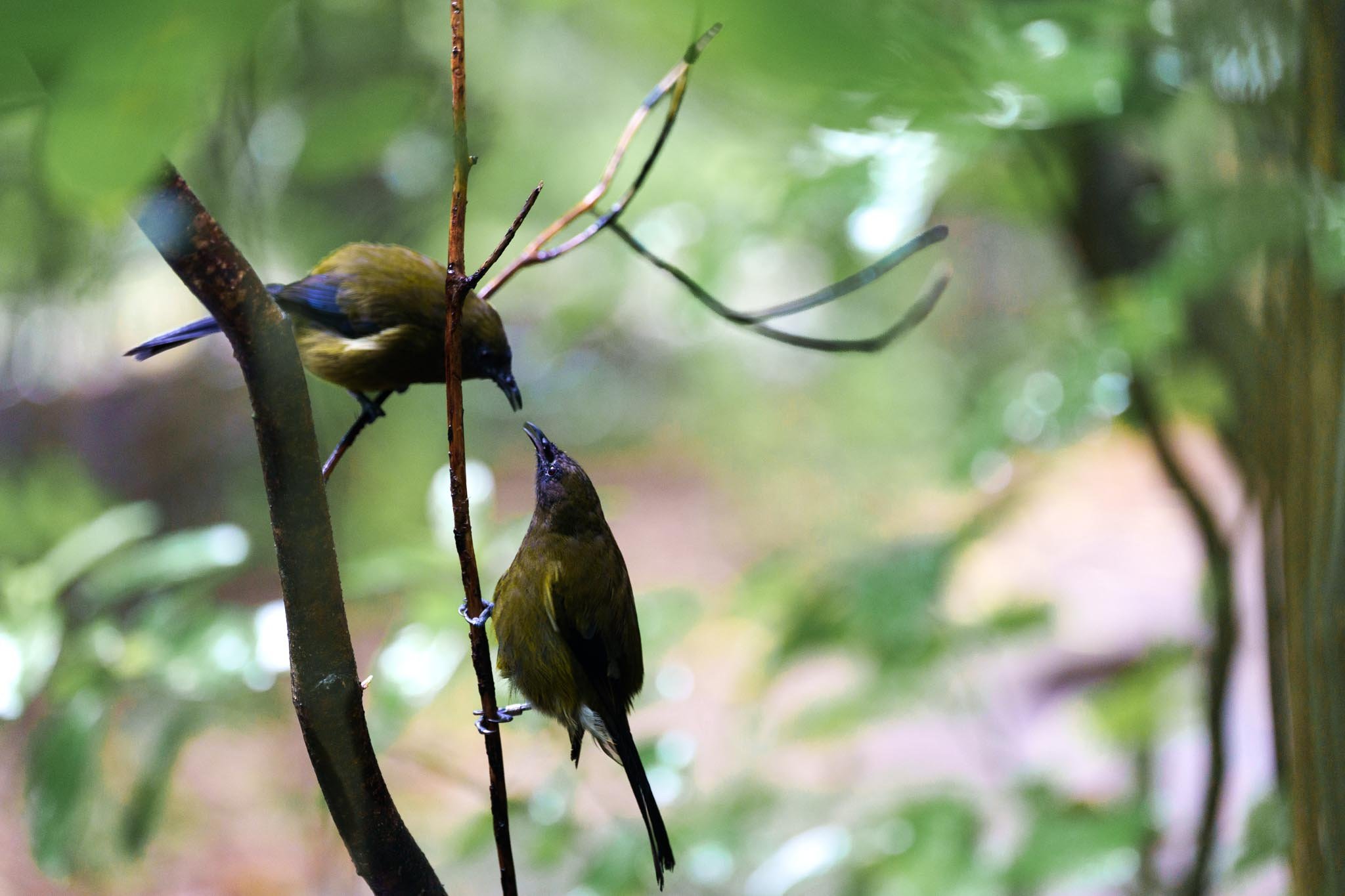 Korimako/bellbirds touch beaks on Tiritiri Matangi Island