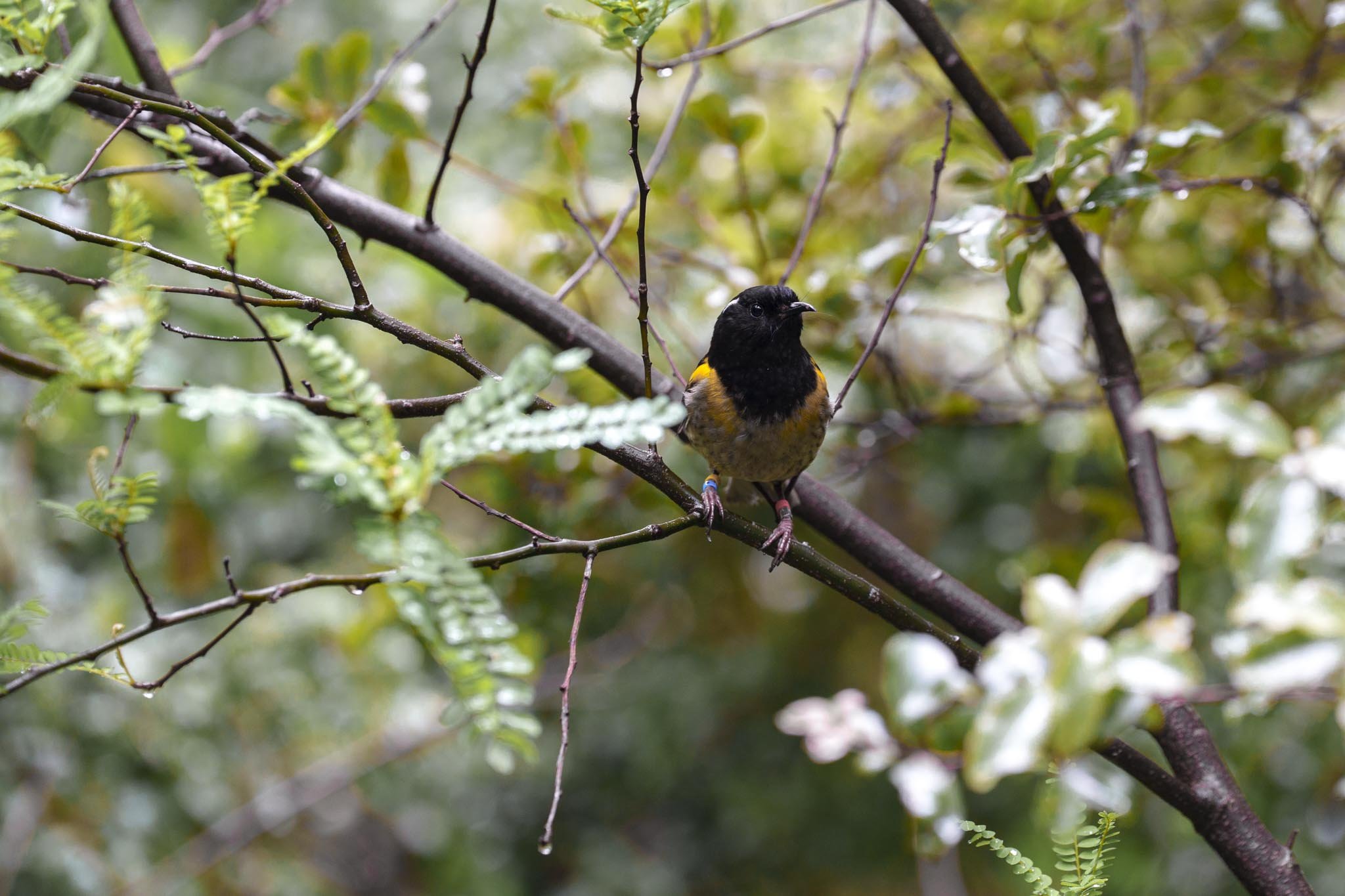 A hihi/stitchbird, one of the rarest birds in New Zealand