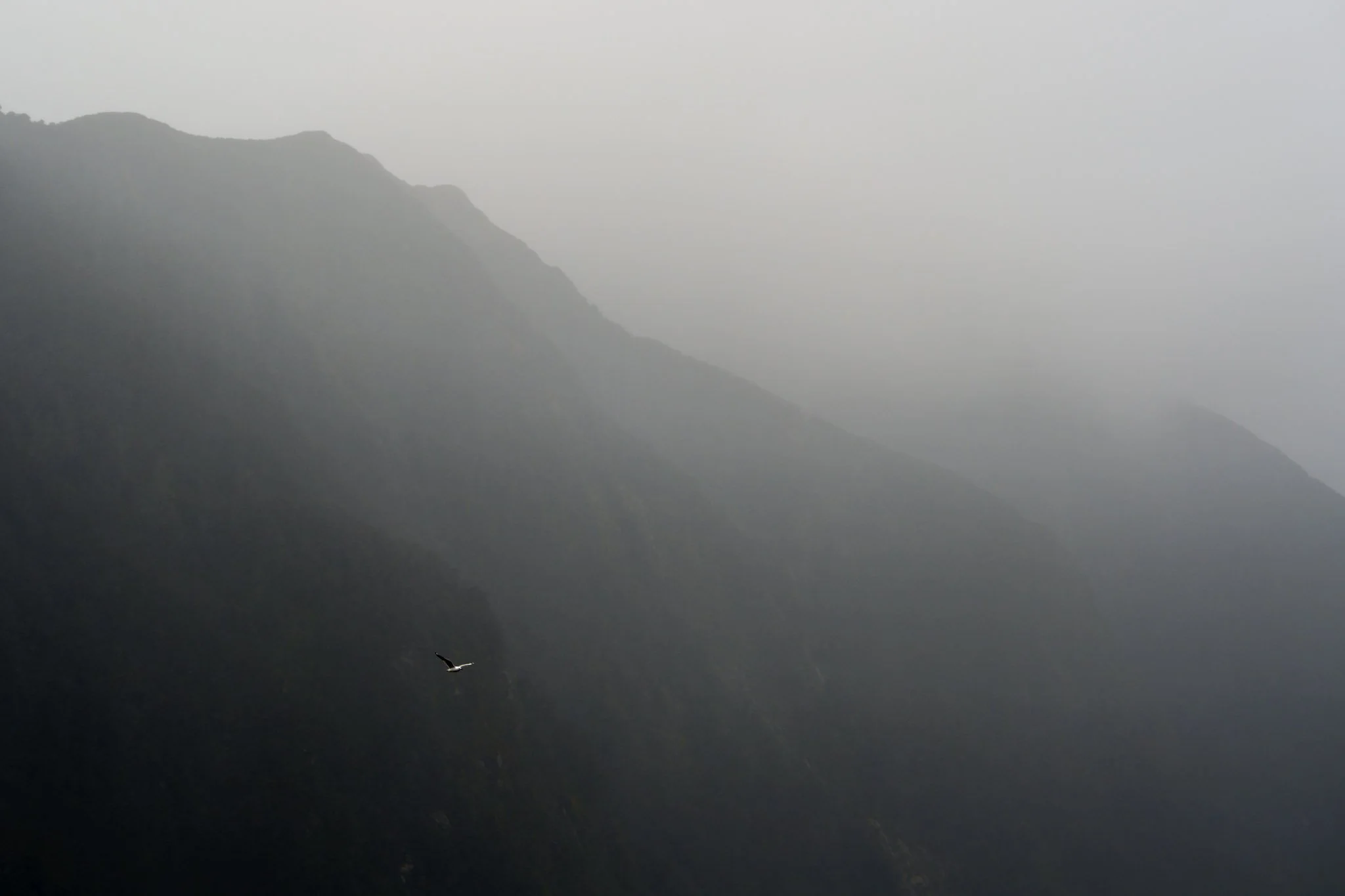A gull is silhouetted against dark mountains and mist in Doubtful Sound