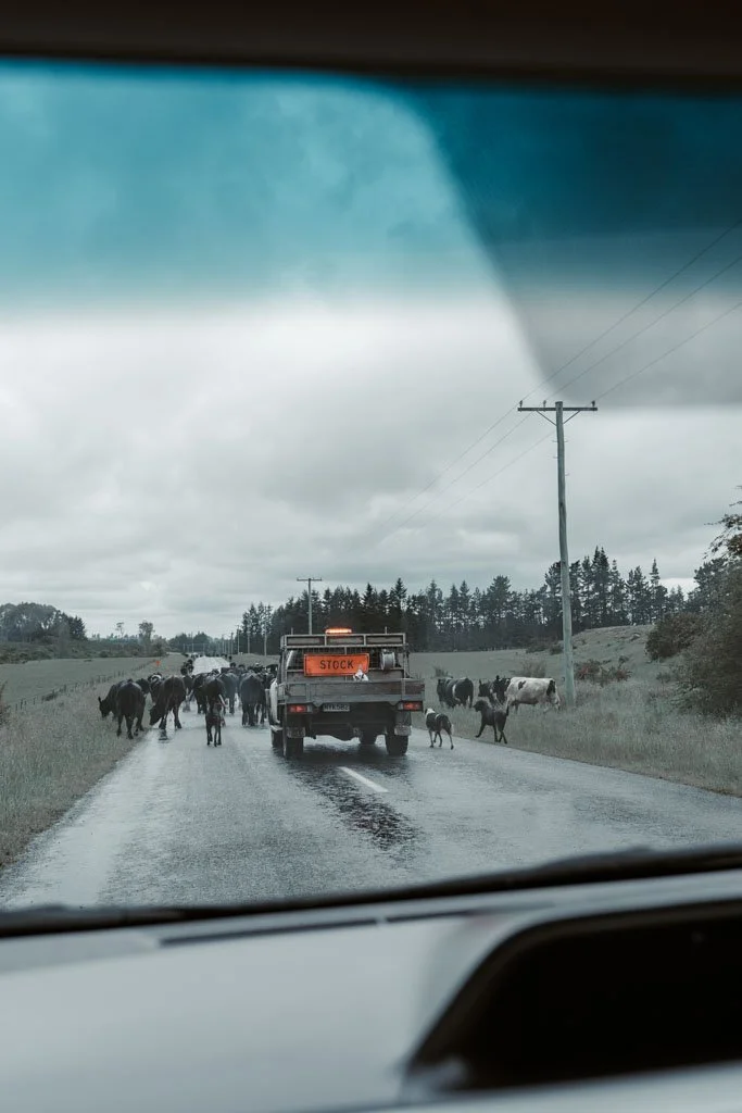 A truck and dogs herd cattle down a road in rural New Zealand