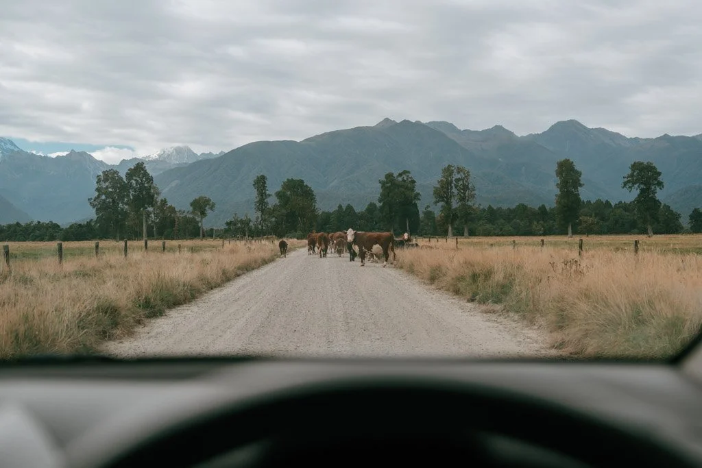A view over the steering wheel and through the windscreen at cattle on a gravel road in New Zealand