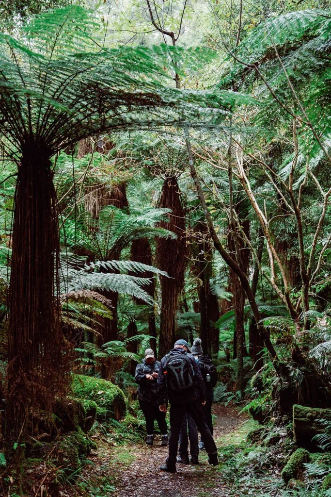 People stand on a forest track listening to a Maori guide as she demonstrates rubbing sap on her hand