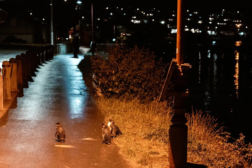 Three penguins cluster under the light of a streetlamp on a sidewalk
