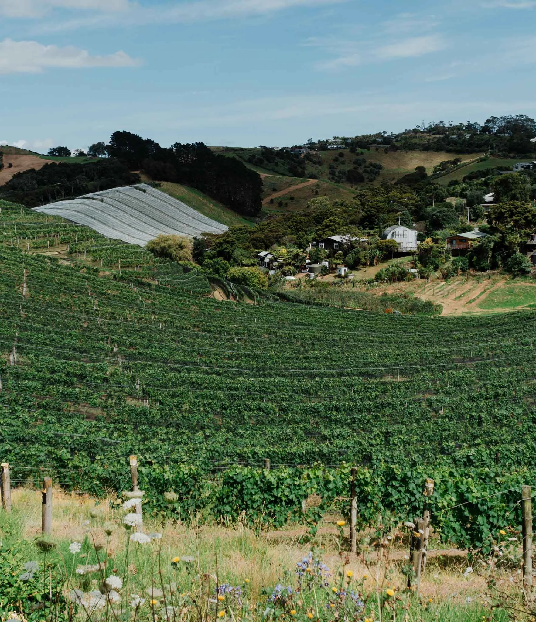 12 Best Waiheke Wineries (& How To Visit Them) — PETRINA DARRAH