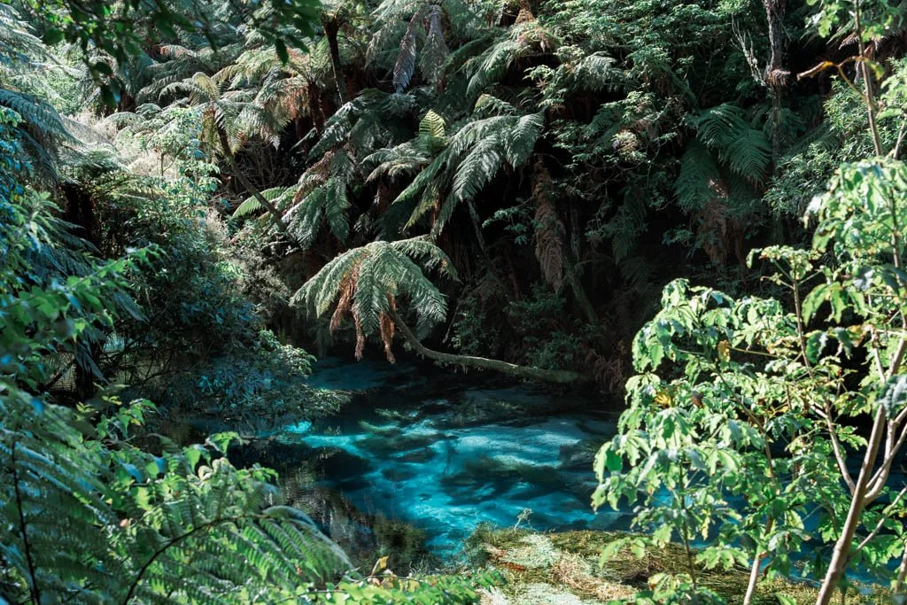 Bright blue water is surrounded by native New Zealand trees