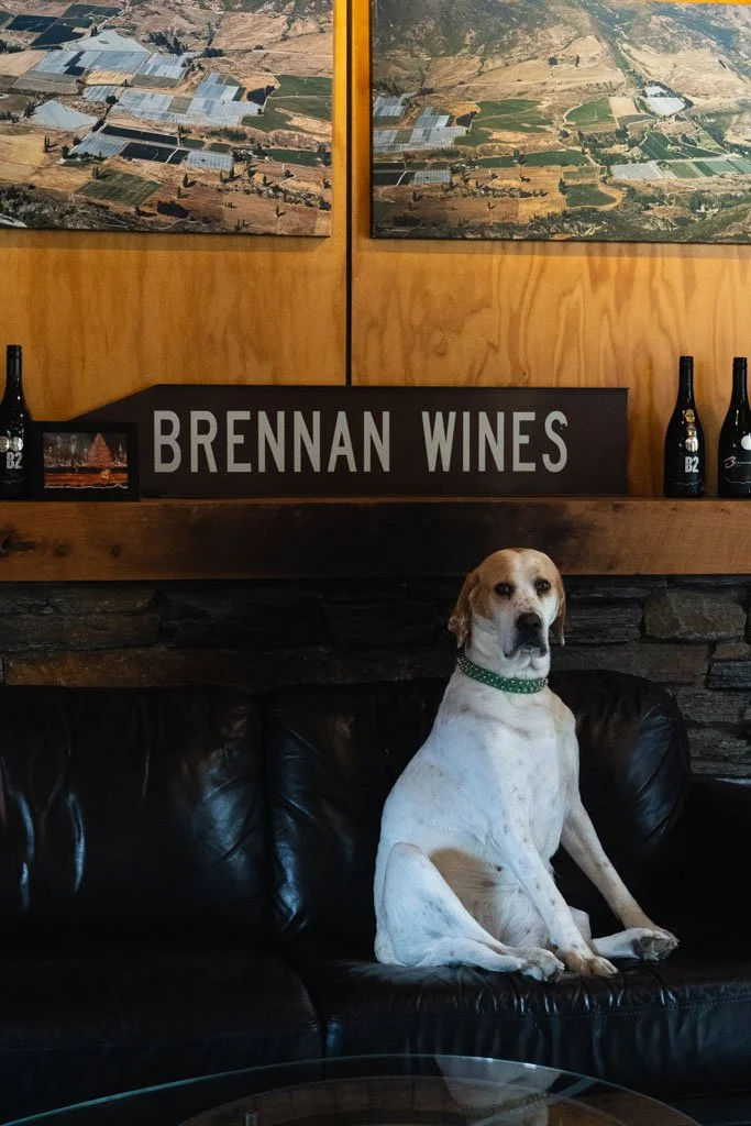 A dog sits on a leather couch under a sign that reads Brennan Wines