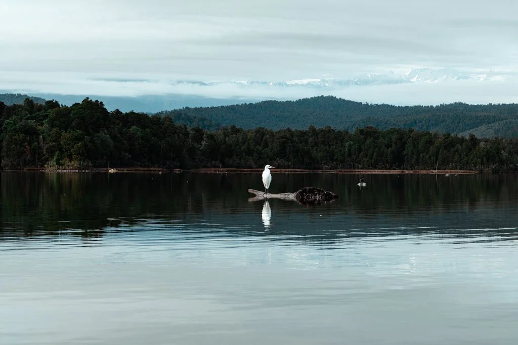 A white heron perches on a log in okarito lagoon