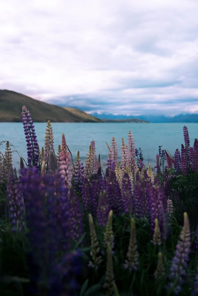 Lupins blooming in front of Lake Tekapo