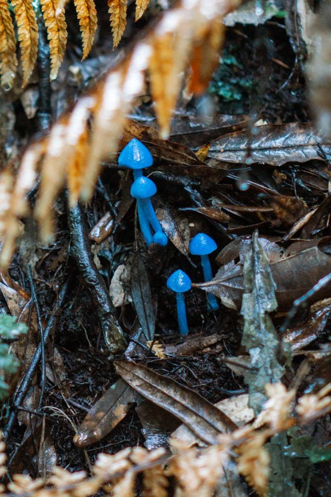 Bright blue mushrooms surrounded by brown leaves