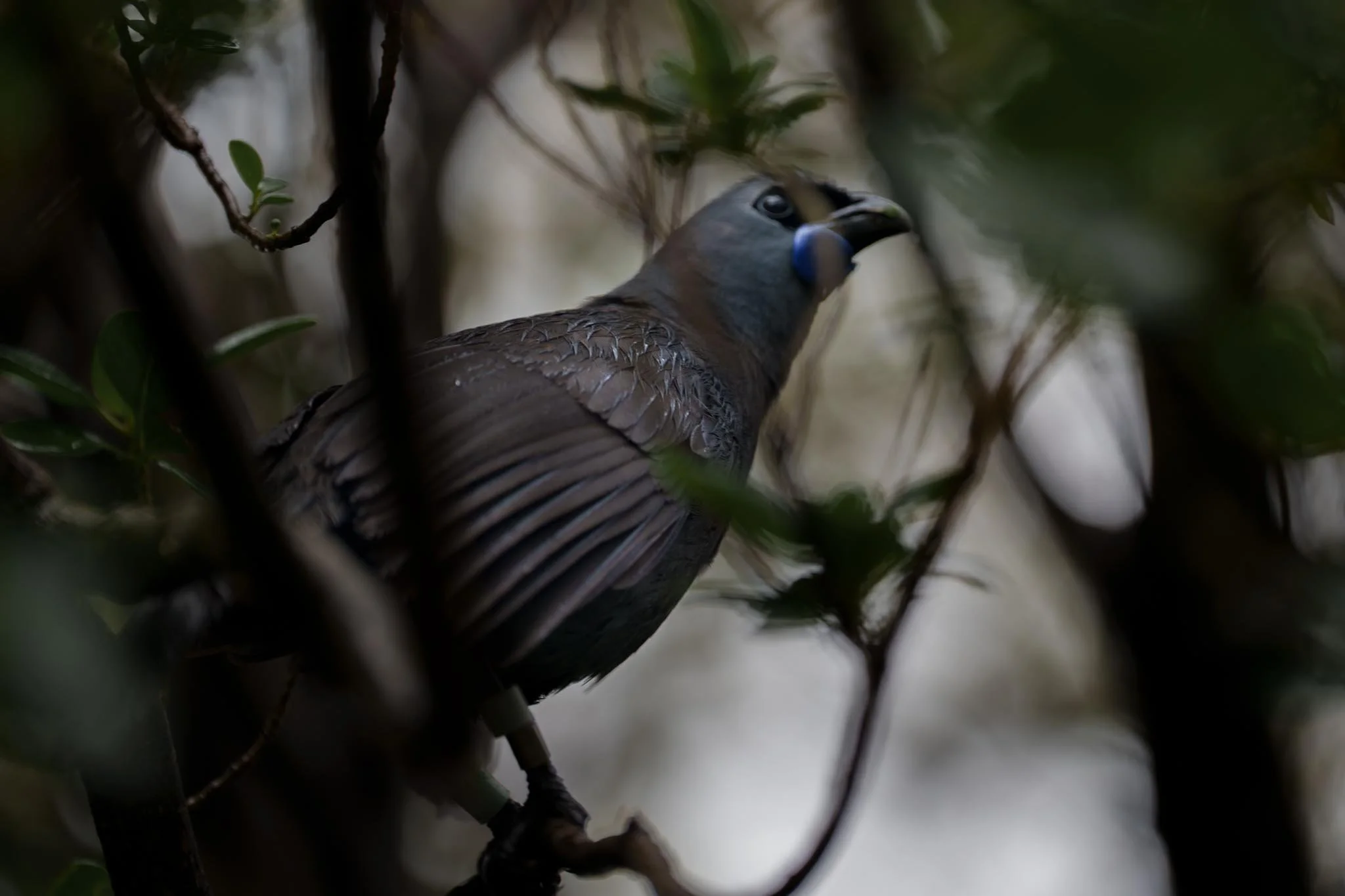 A Kōkako bird sitting in a tree