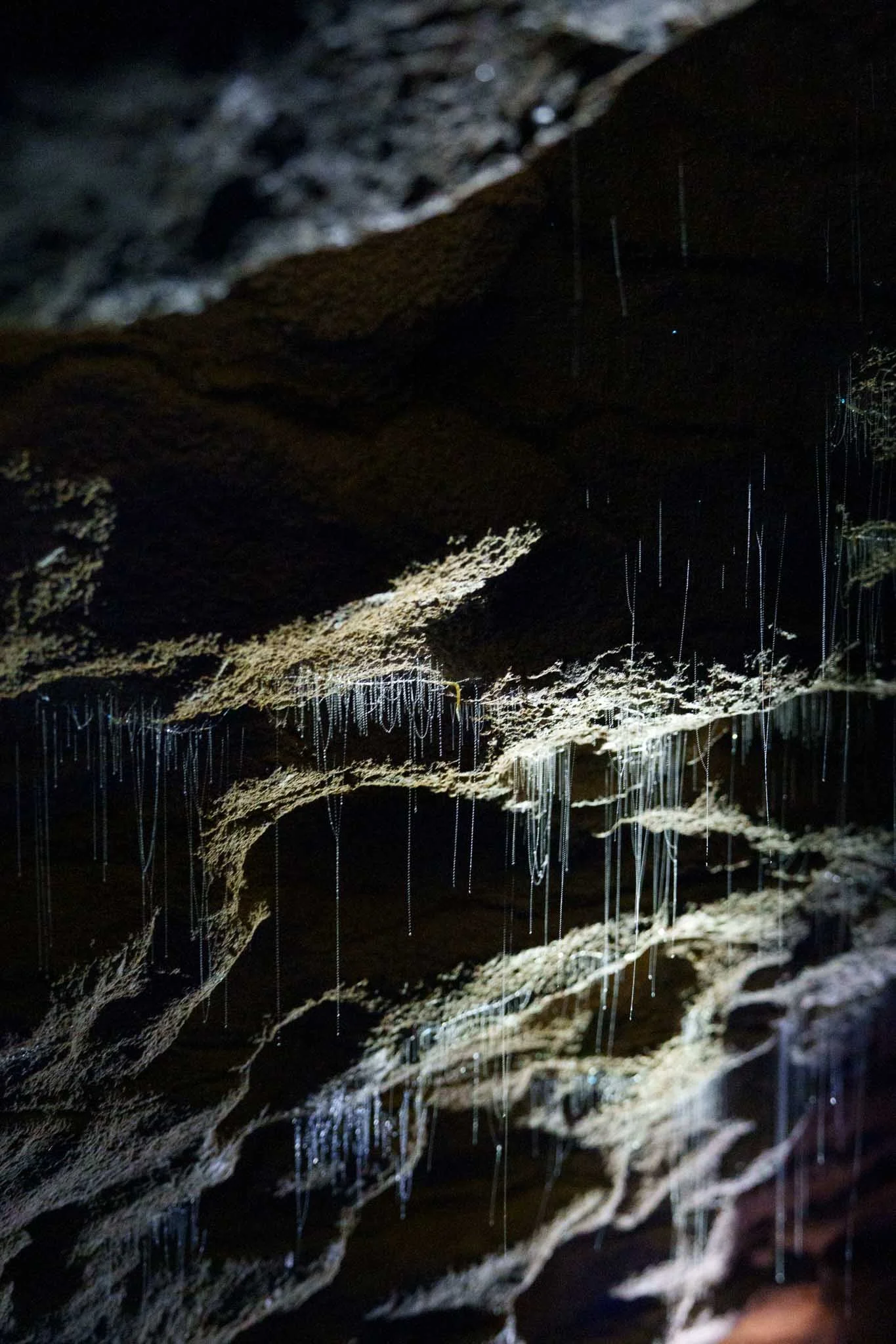 Glow worms hang from the ceiling in RUakuri Cave